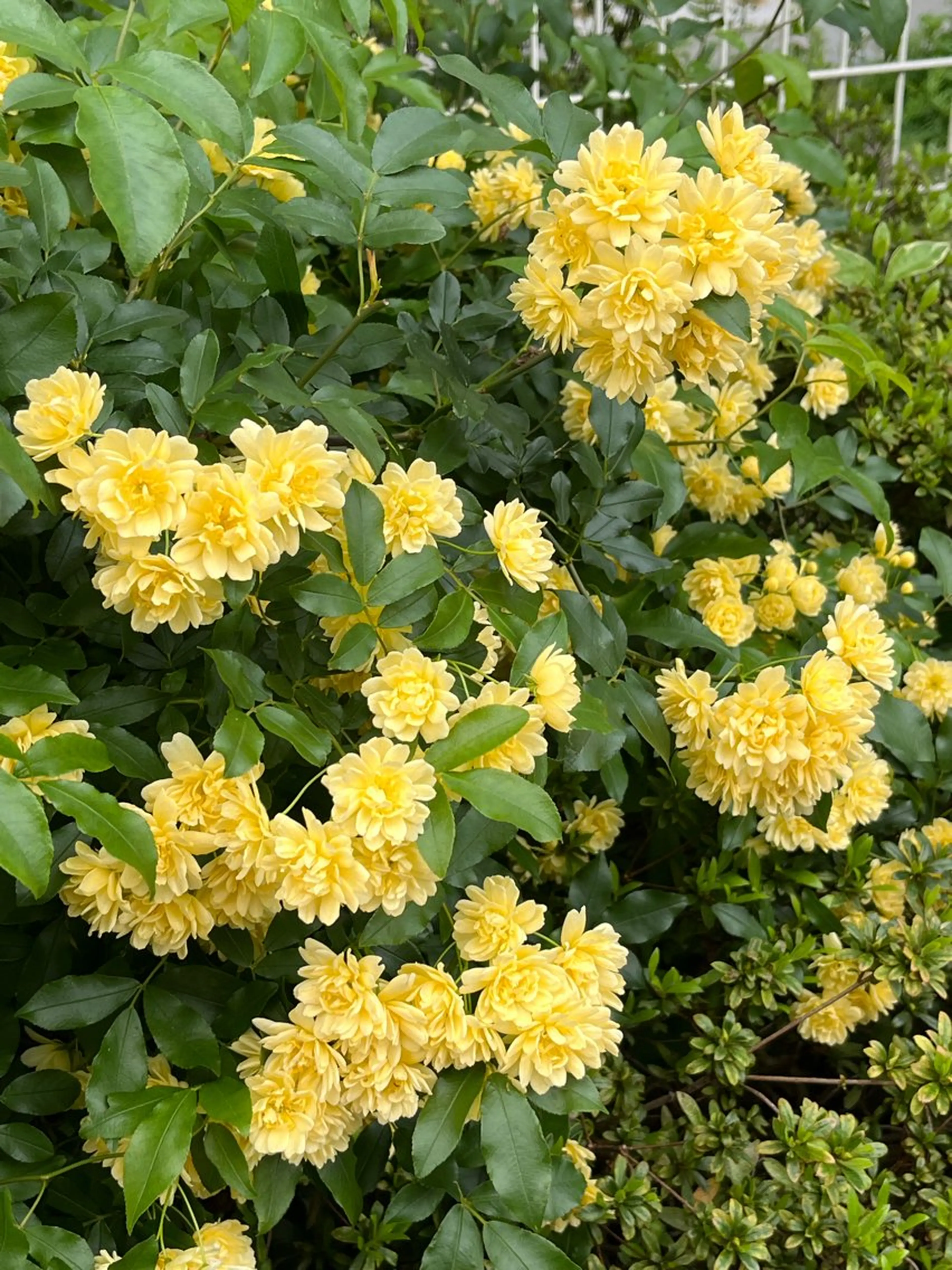 小鴨 美佳のヘアスタイル