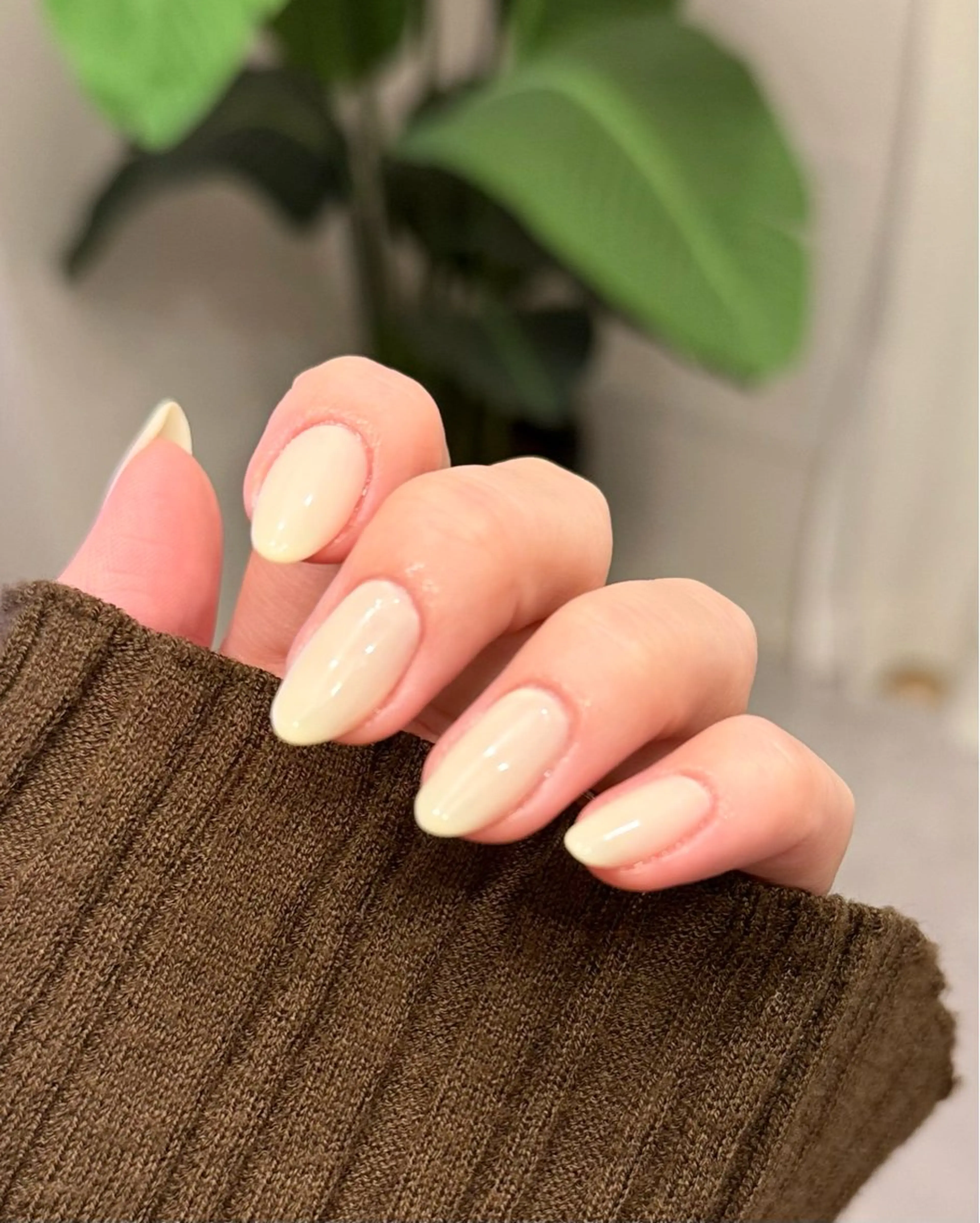 ワンカラー / グラデーション【オフ込】の写真