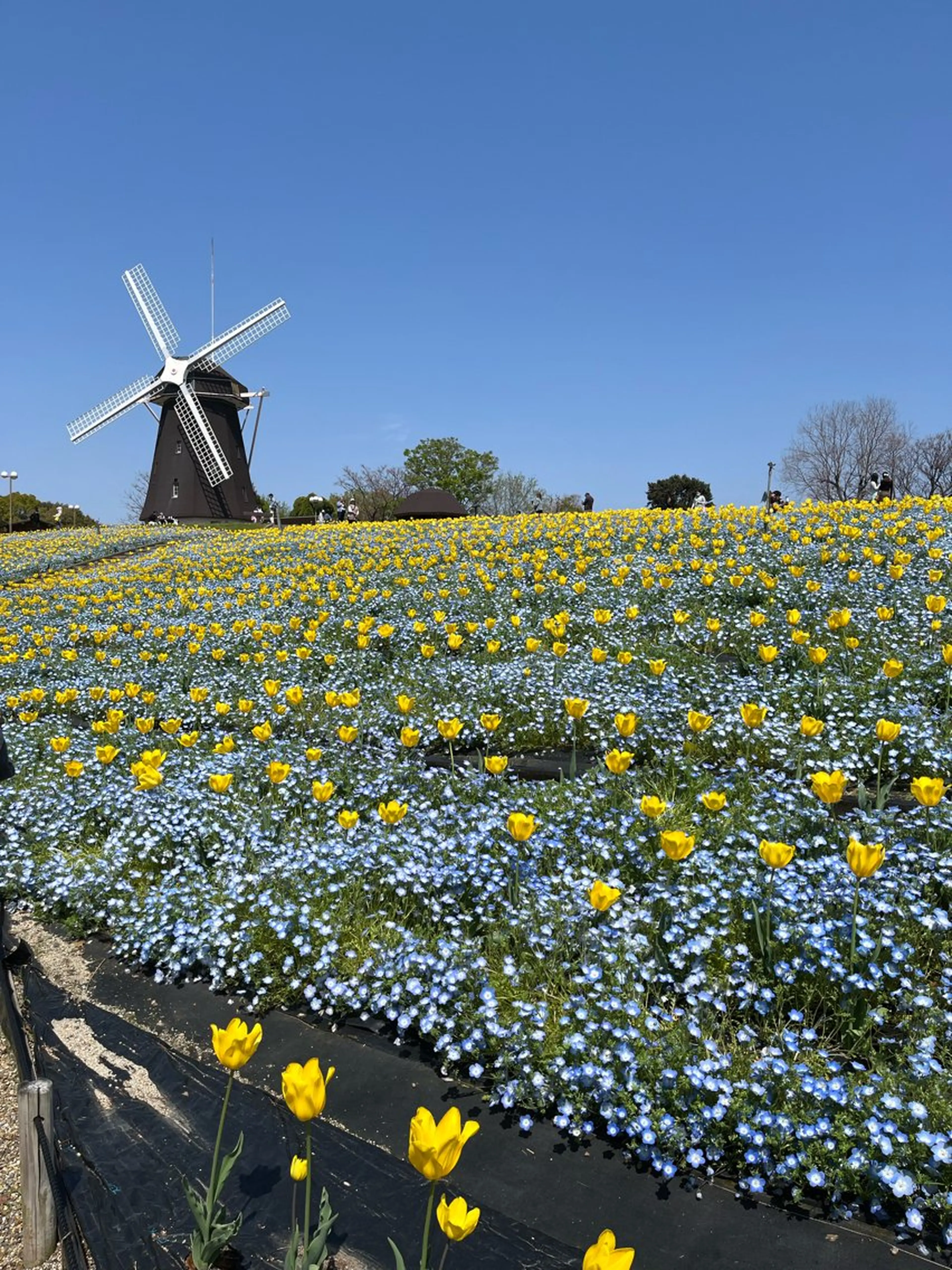紙屋 隼人のヘアスタイル