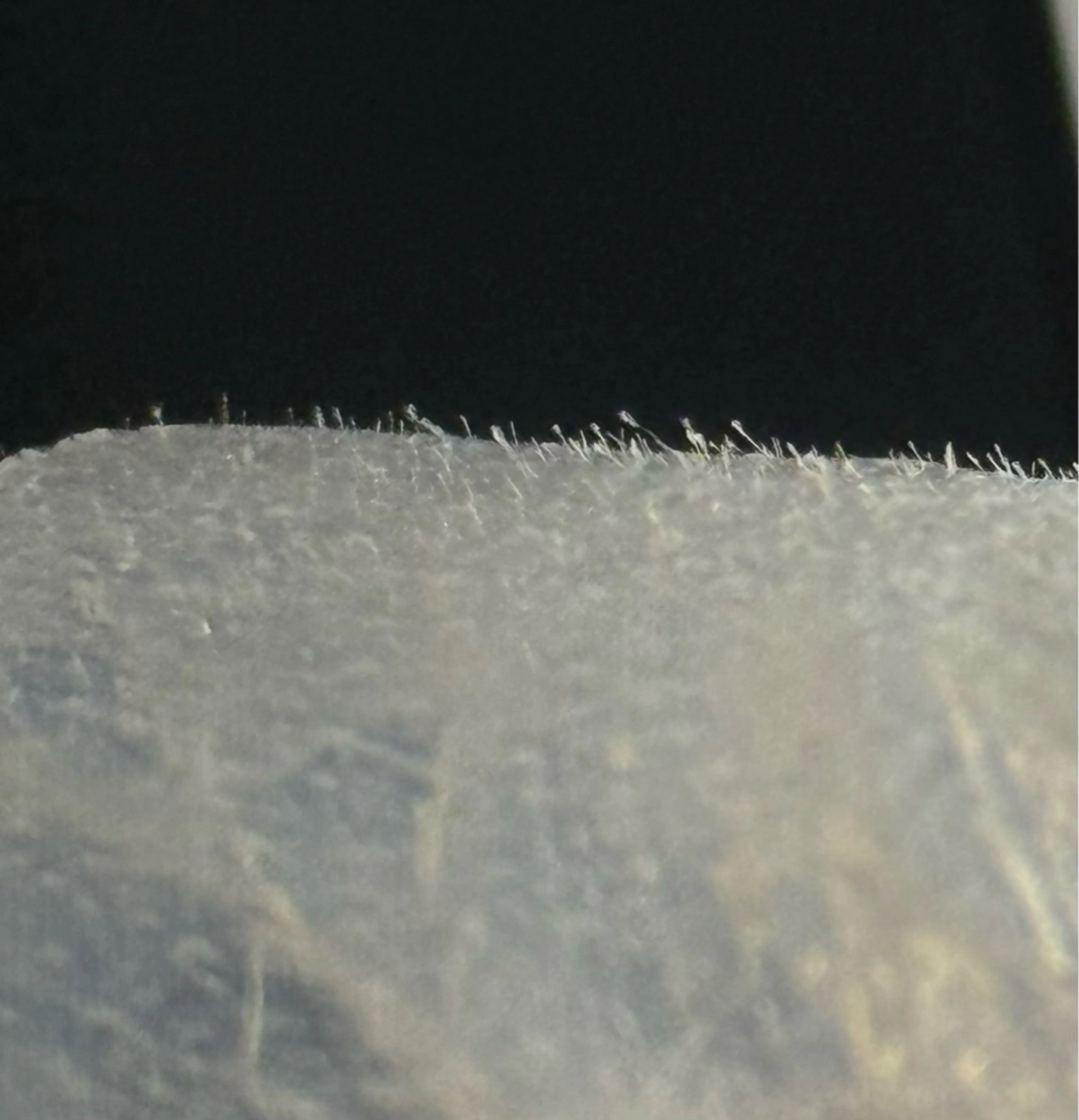 【レディース】【WAX脱毛】フェイシャルWAXの写真