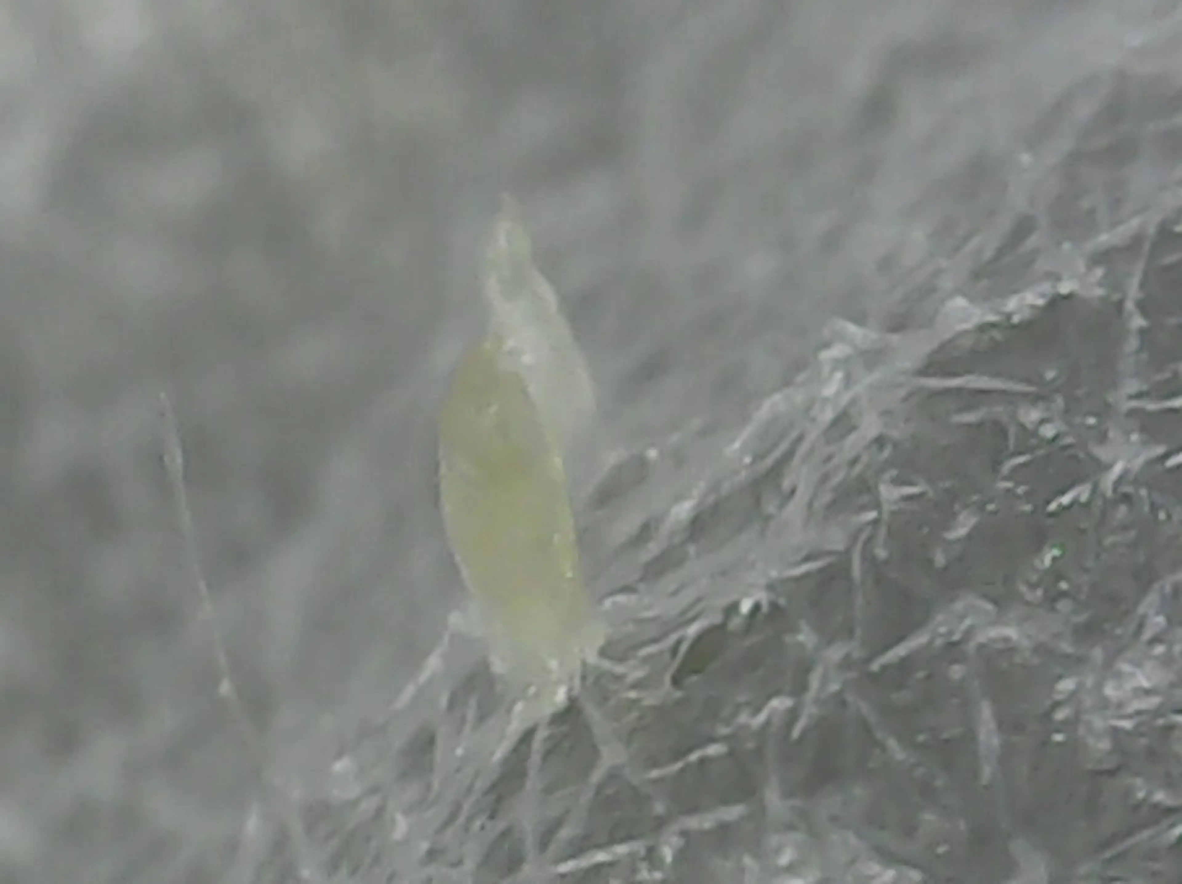 MONA .shokoの眉毛・アイブロウイメージ