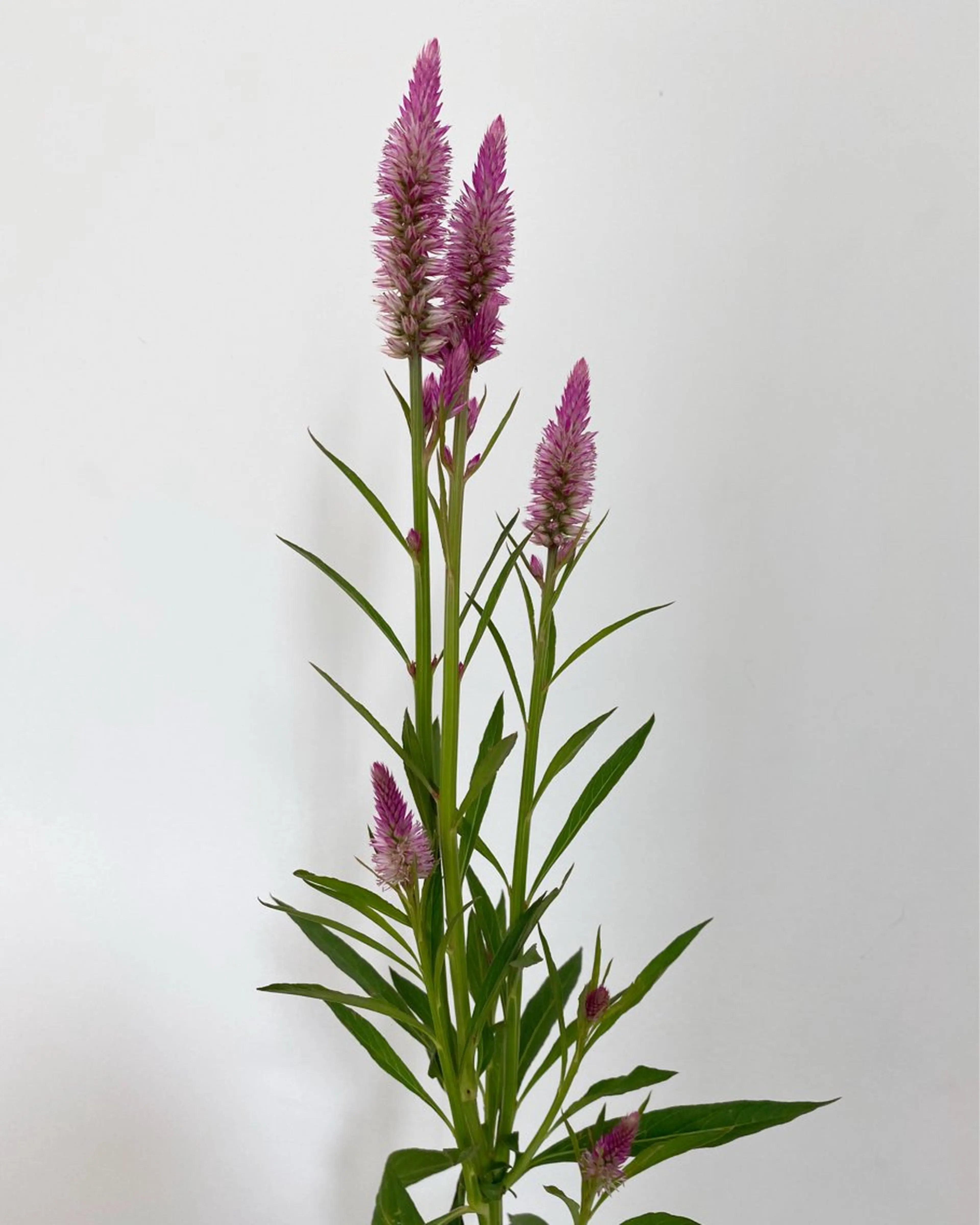 ヘアカラー トリートメント 🌻花屋併設🌻濱 幸帆のヘアスタイル