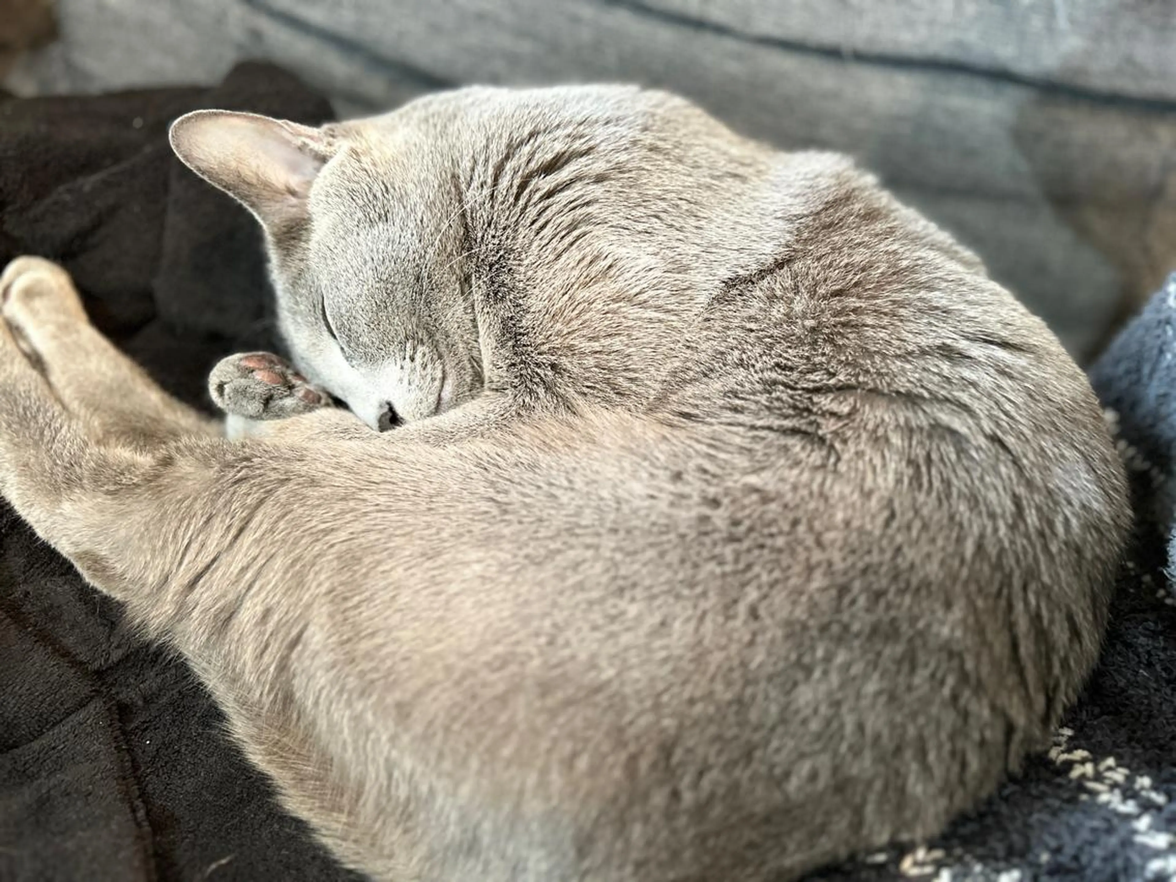 ショート カラー パーマ ヘアアレンジ メンズ キッズ ネイル マツエク・マツパ アイブロウ アニメ,Vオタク× 即効痩せエステサロンのエステ・リラクイメージ