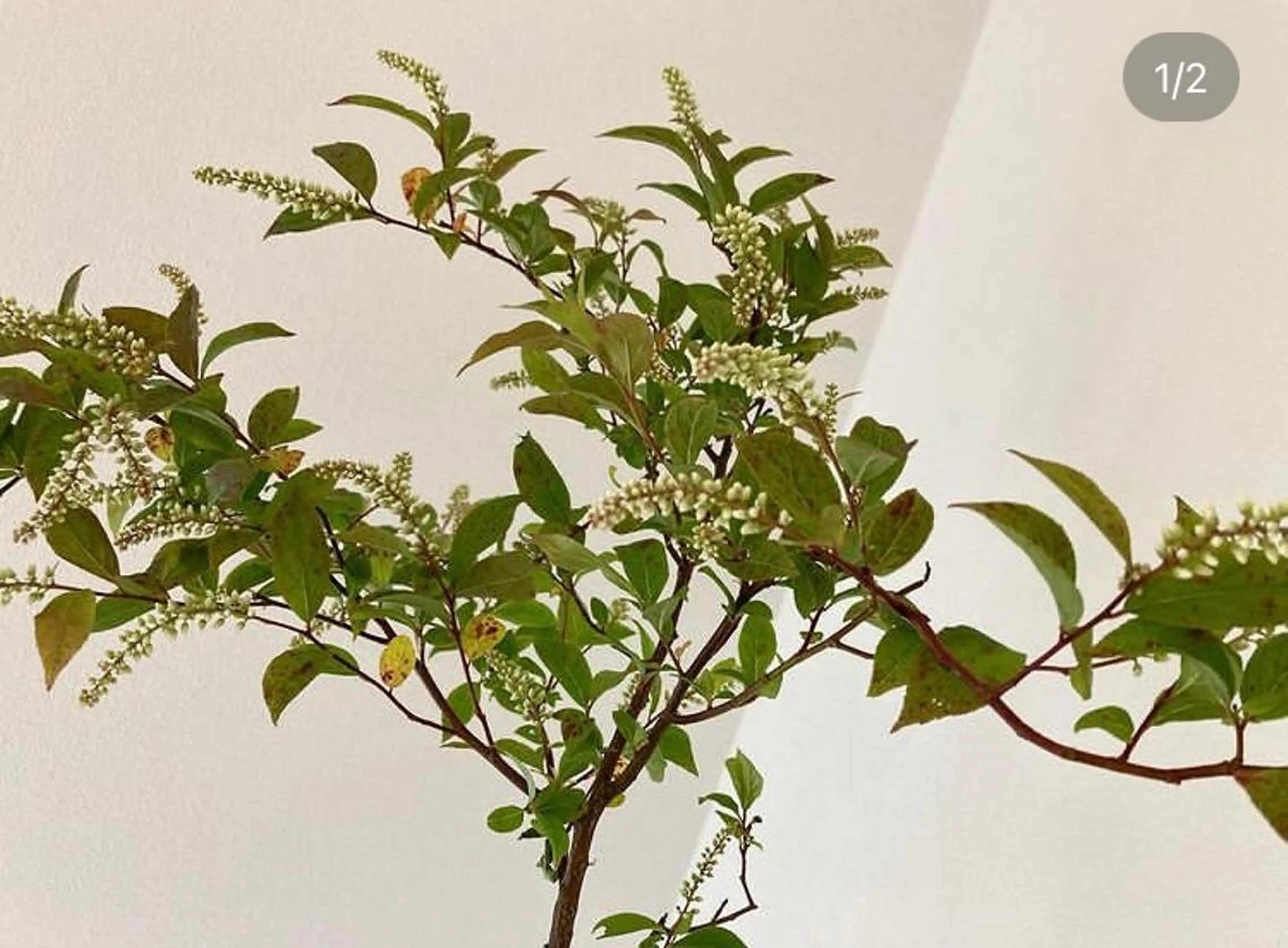 ネイルサロン アリュームのネイルデザイン