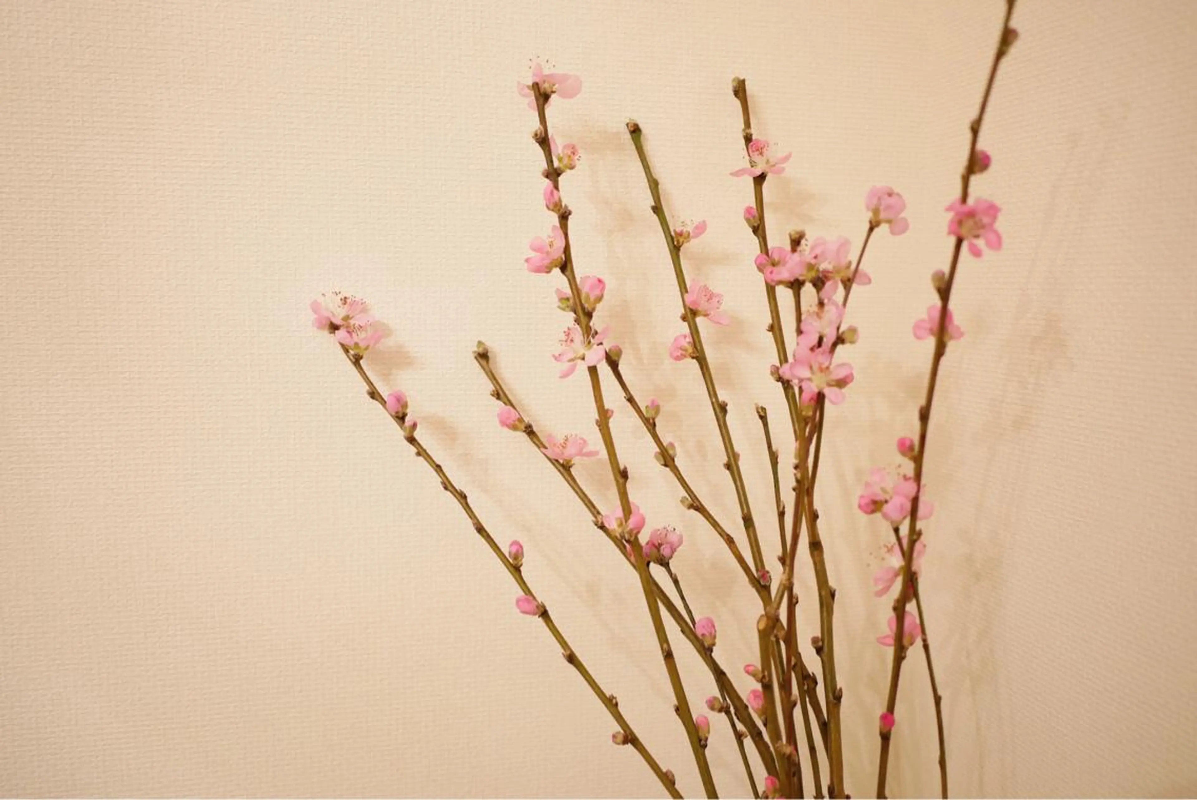 ミディアム カラー パーマ ヘアアレンジ メンズ キッズ ネイル マツエク・マツパ ニキビ跡専門サロン Ａｉｎａのエステ・リラクイメージ