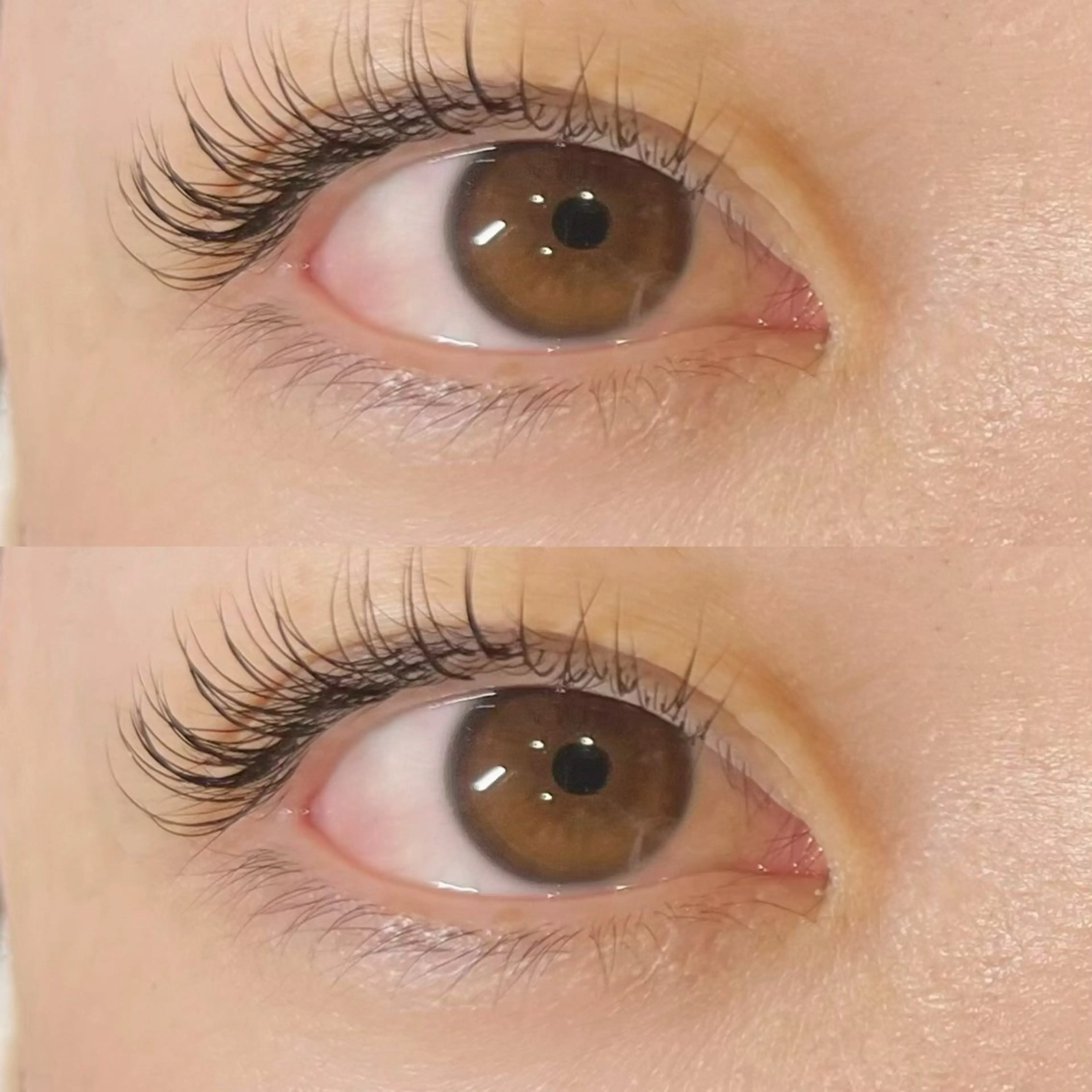 セーブル 120本の写真