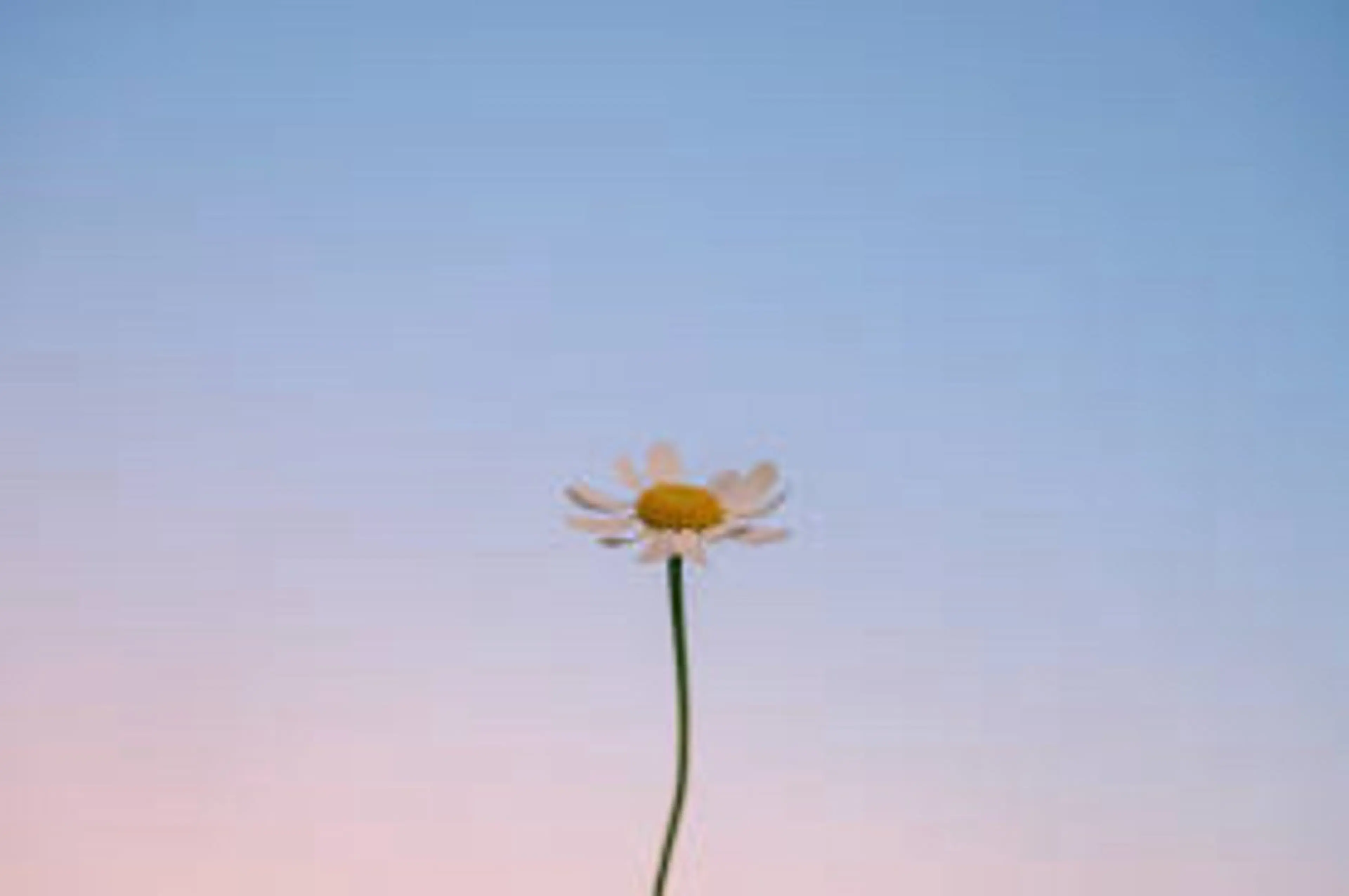 🌼二本柳 🌼のヘアスタイル