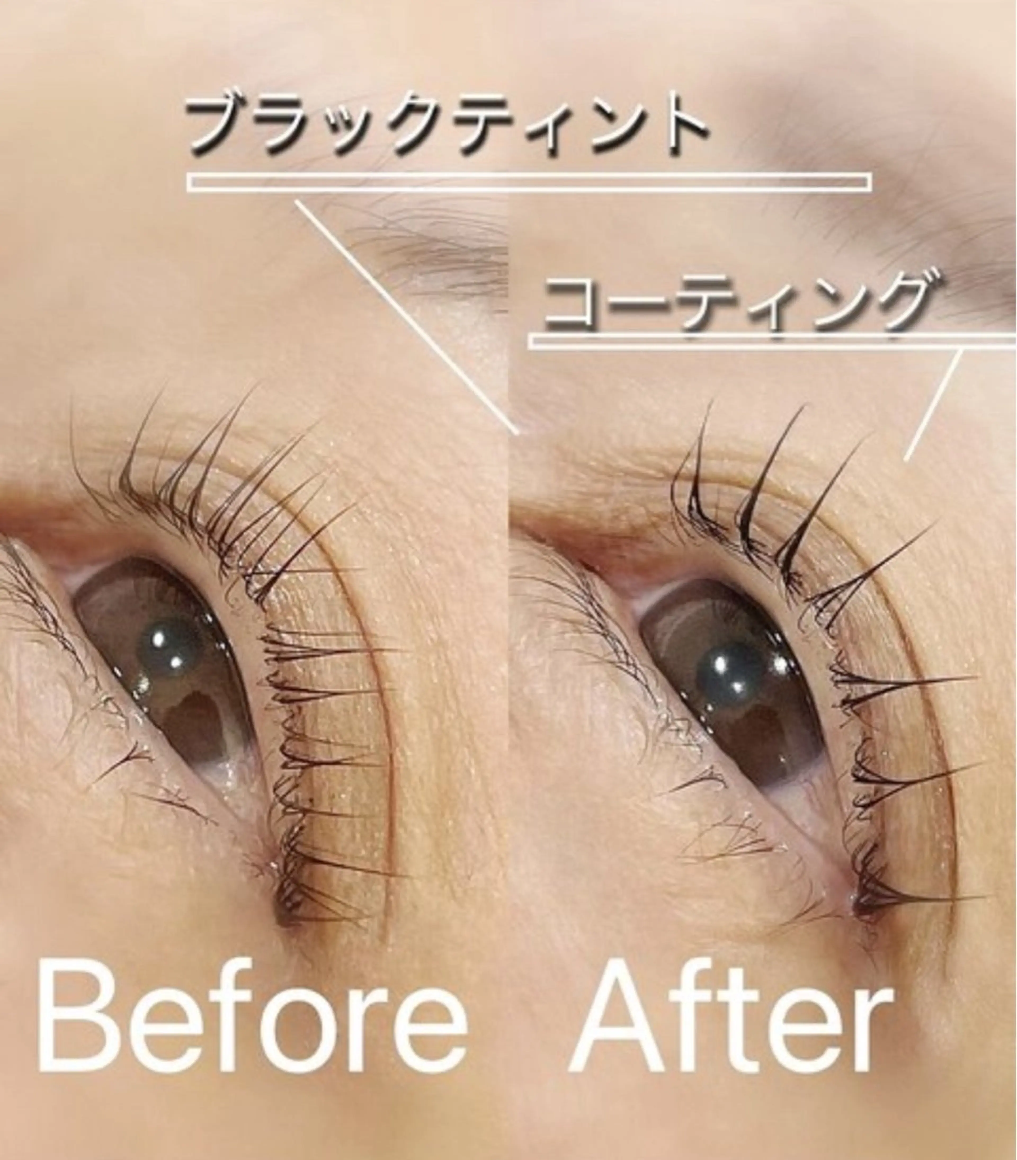 ブラックティントマツパ（パリジェンヌ）の写真