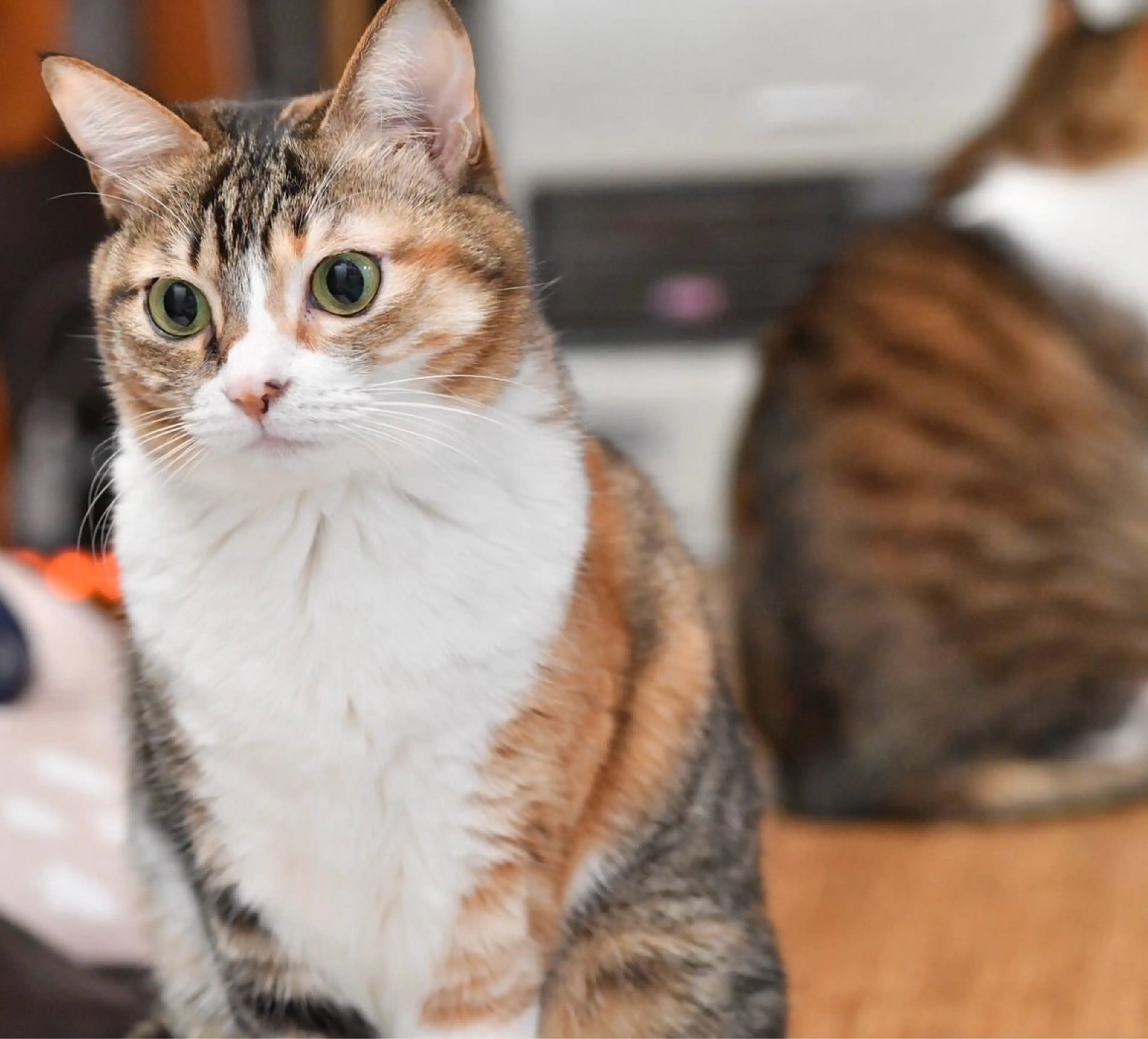 Spiky とうげ ふうかのネイルデザイン