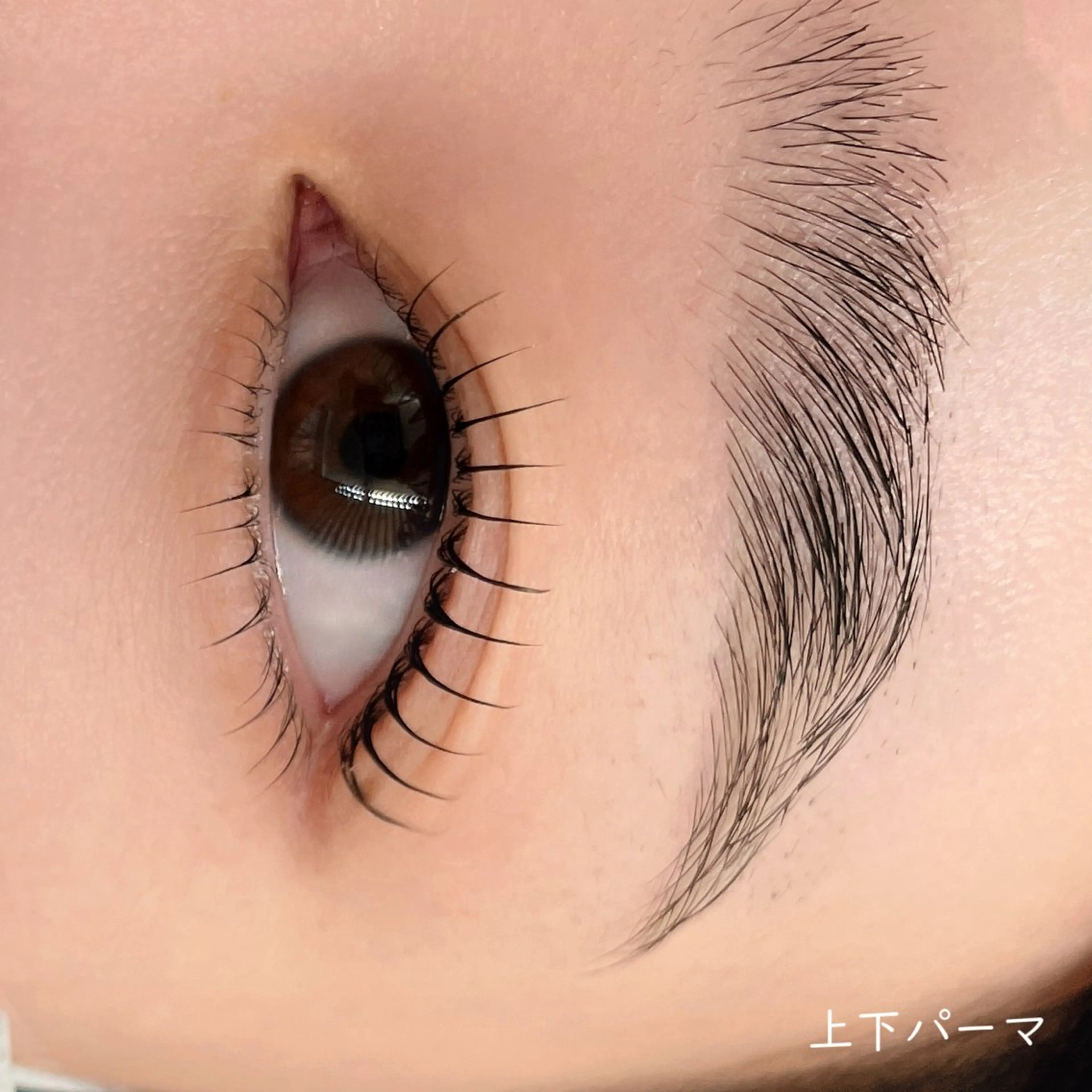マツエク・マツパ フラットラッシュ 韓国風マツエク パリジェンヌラッシュリフト まつげパーマ 下まつげエクステ マツパ mai /マツパ.眉のマツエク・マツパデザイン