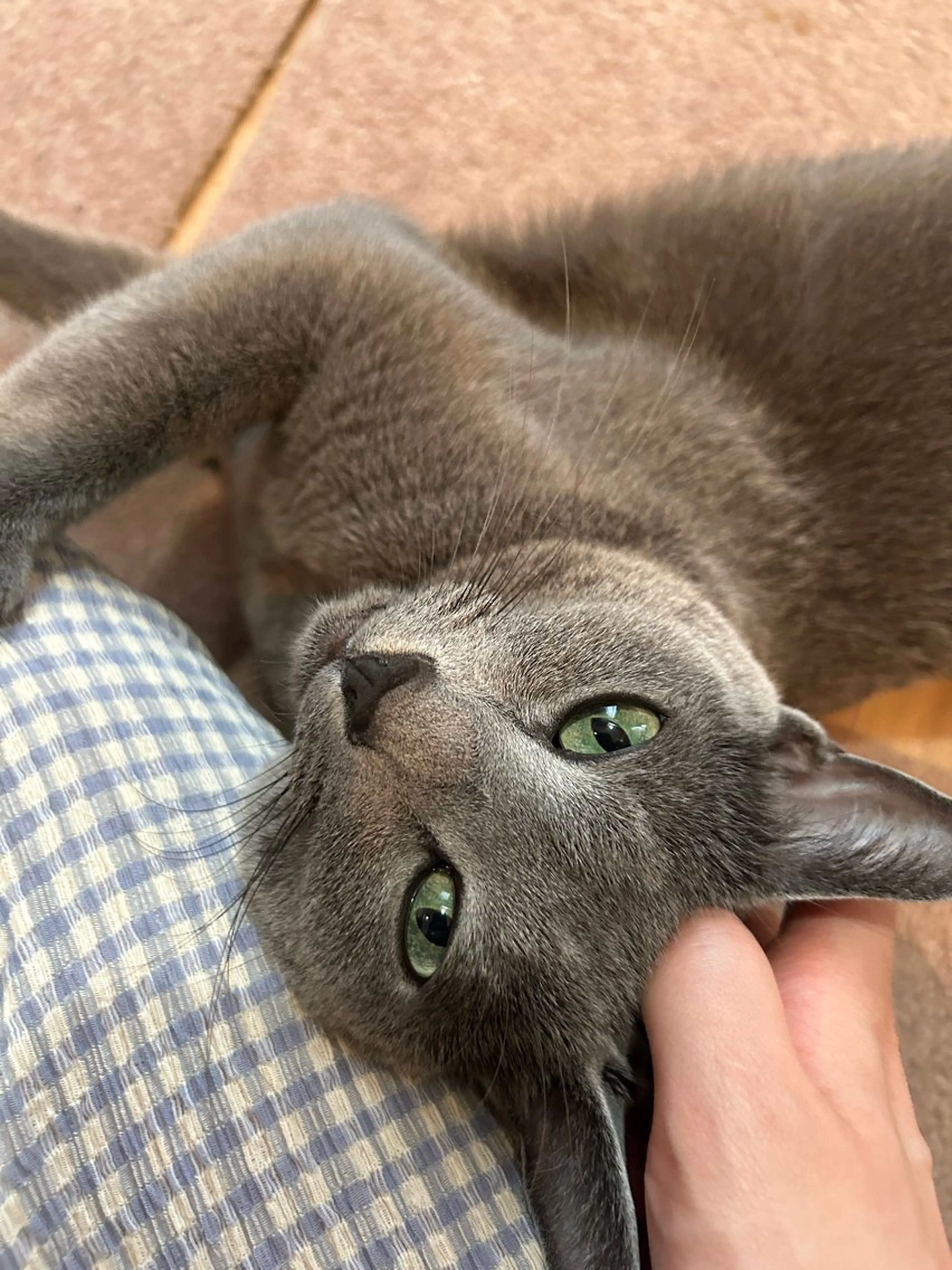 ショート アニメ,Vオタク× 即効痩せエステサロンのエステ・リラクイメージ