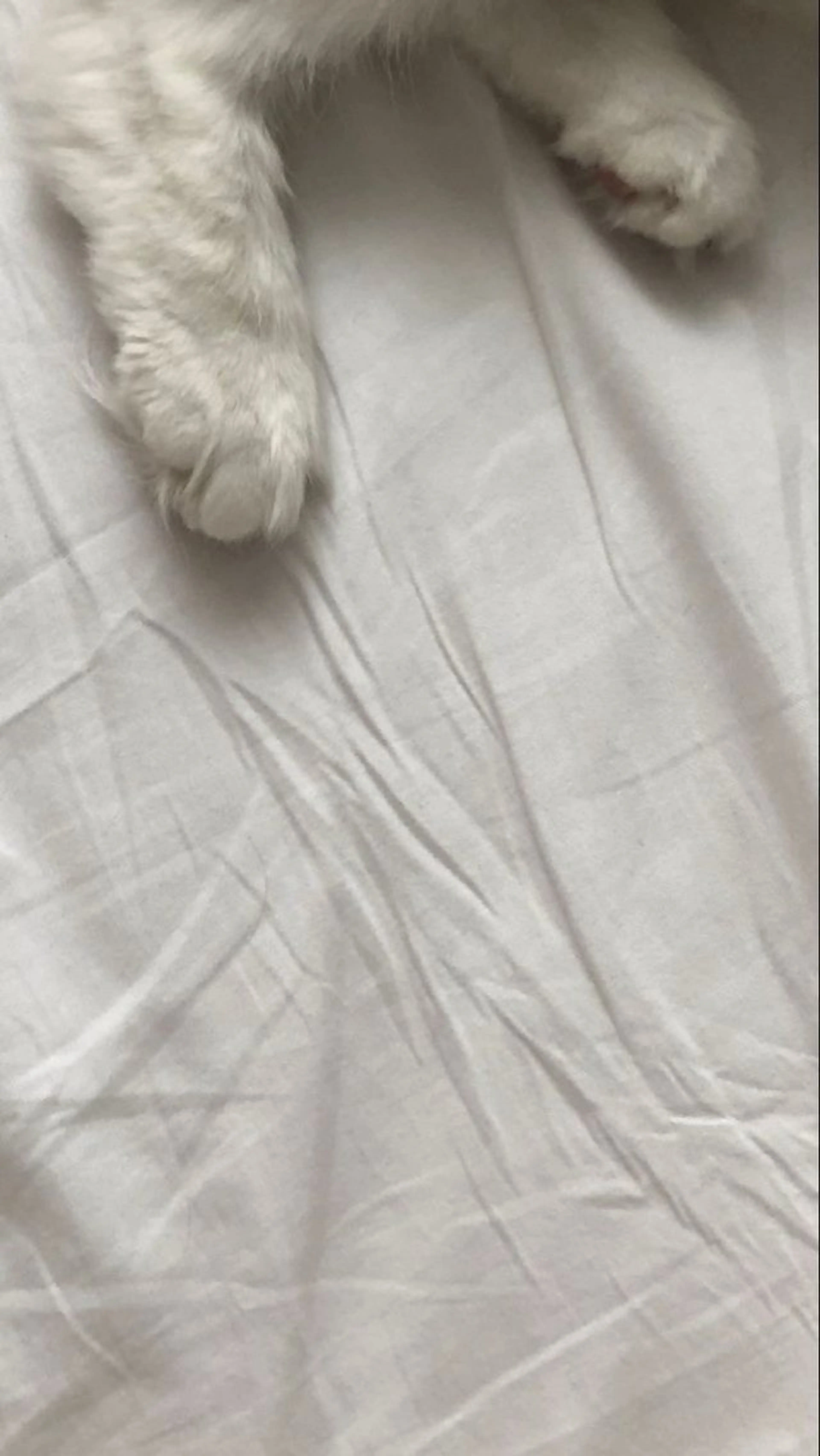 MASAKI KOKOROのマツエク・マツパデザイン