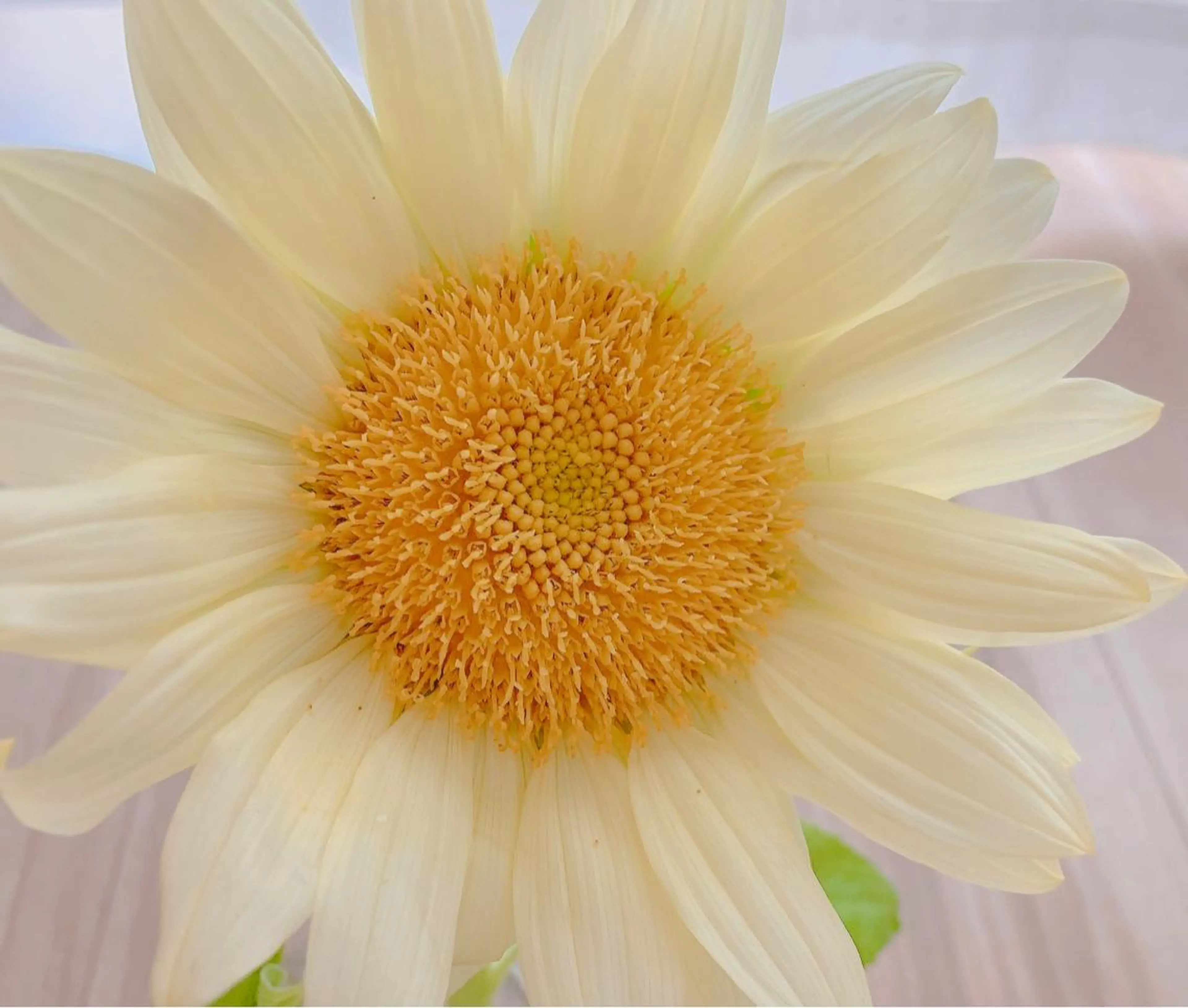 マツエク・マツパ 木場 ＊のマツエク・マツパデザイン