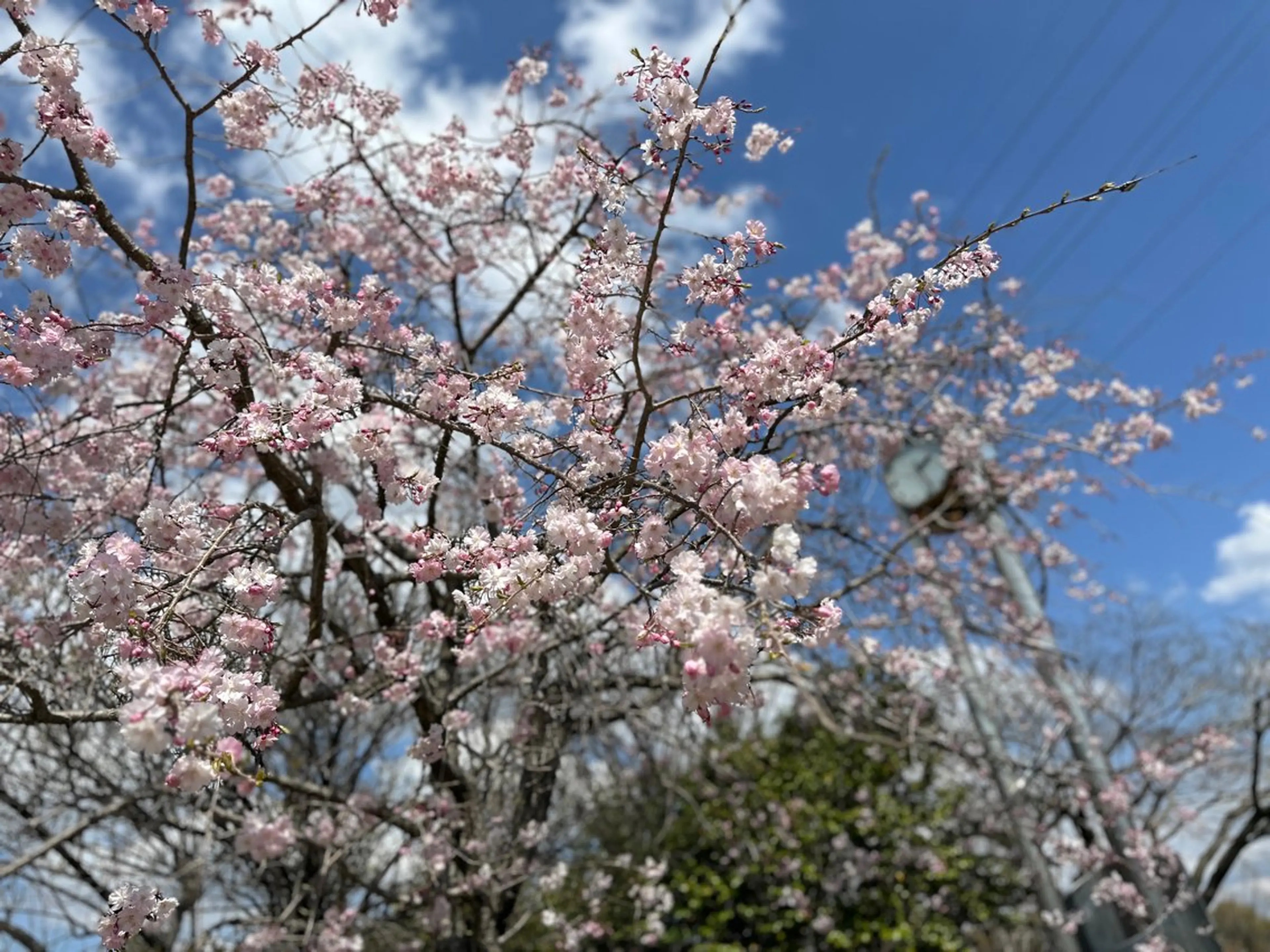 ネイル 桜ネイル nailsalon ∞ ﾐｶﾅﾙ ∞のネイルデザイン