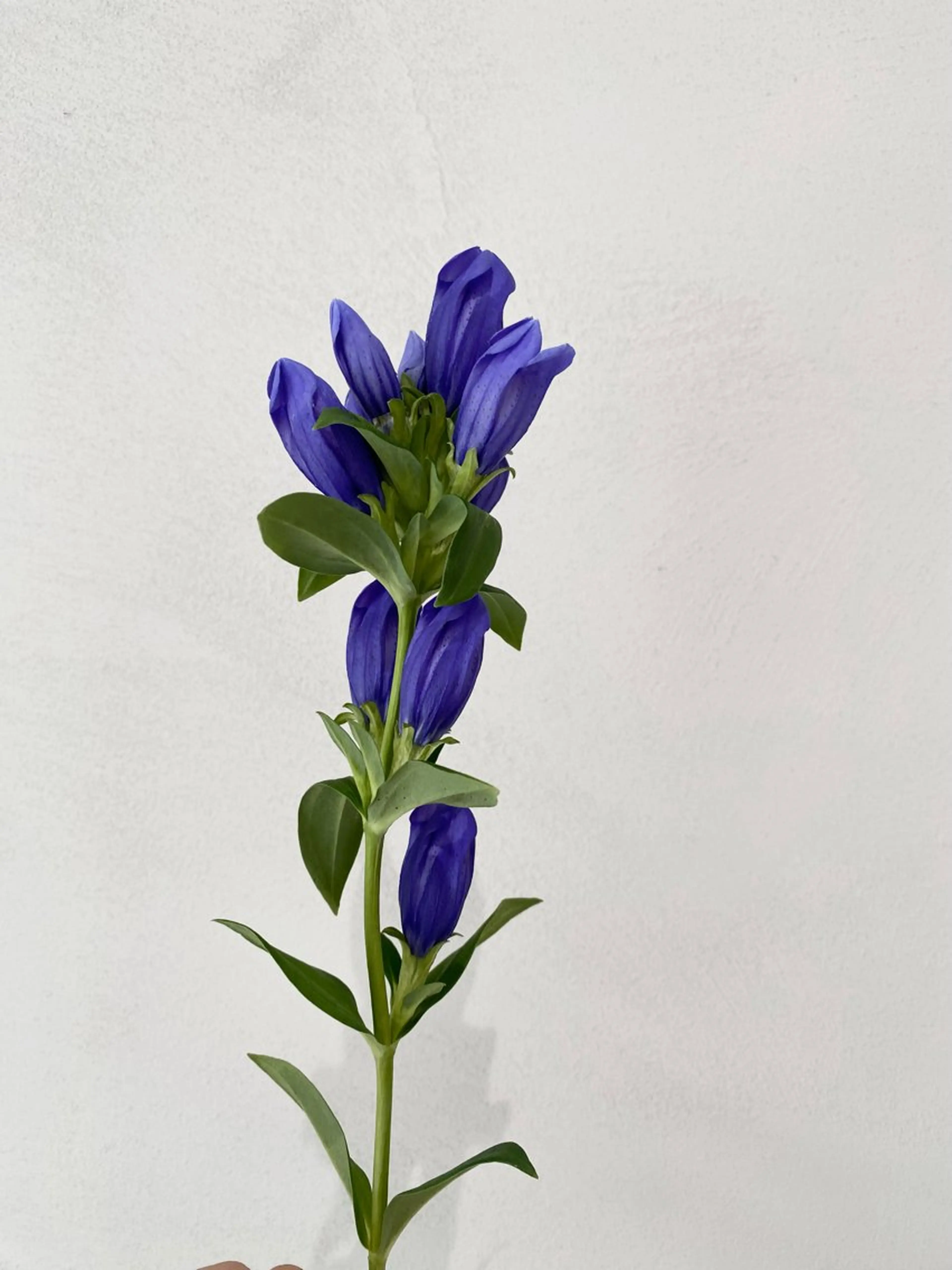 ミディアム ミストバング 韓国風ヘア カット ヘアカラー トリートメント 🪻花屋併設🪻秀島 有紀のヘアスタイル