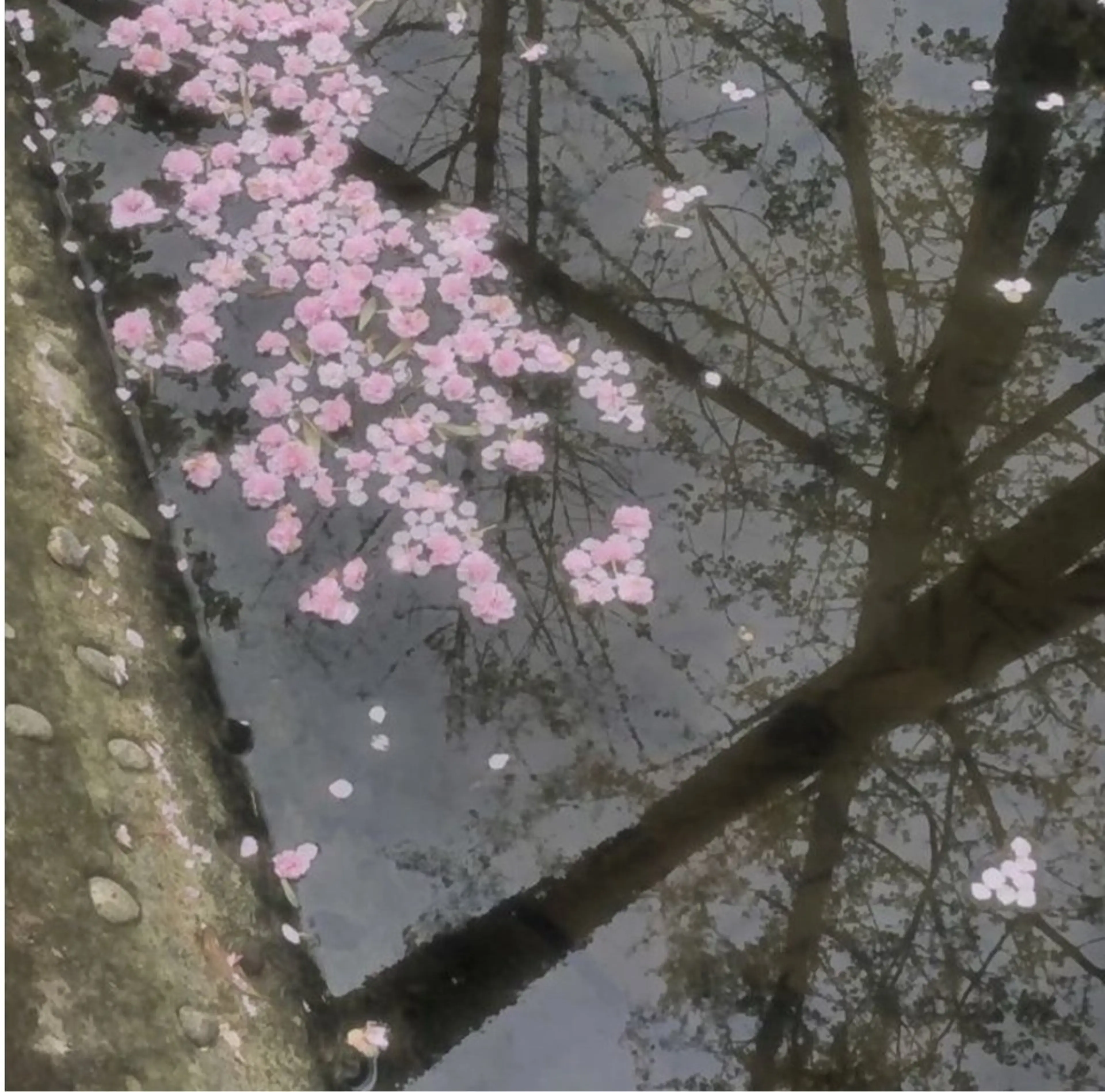 TAKAHASHI 🎀✨韓国風/束感のマツエク・マツパデザイン