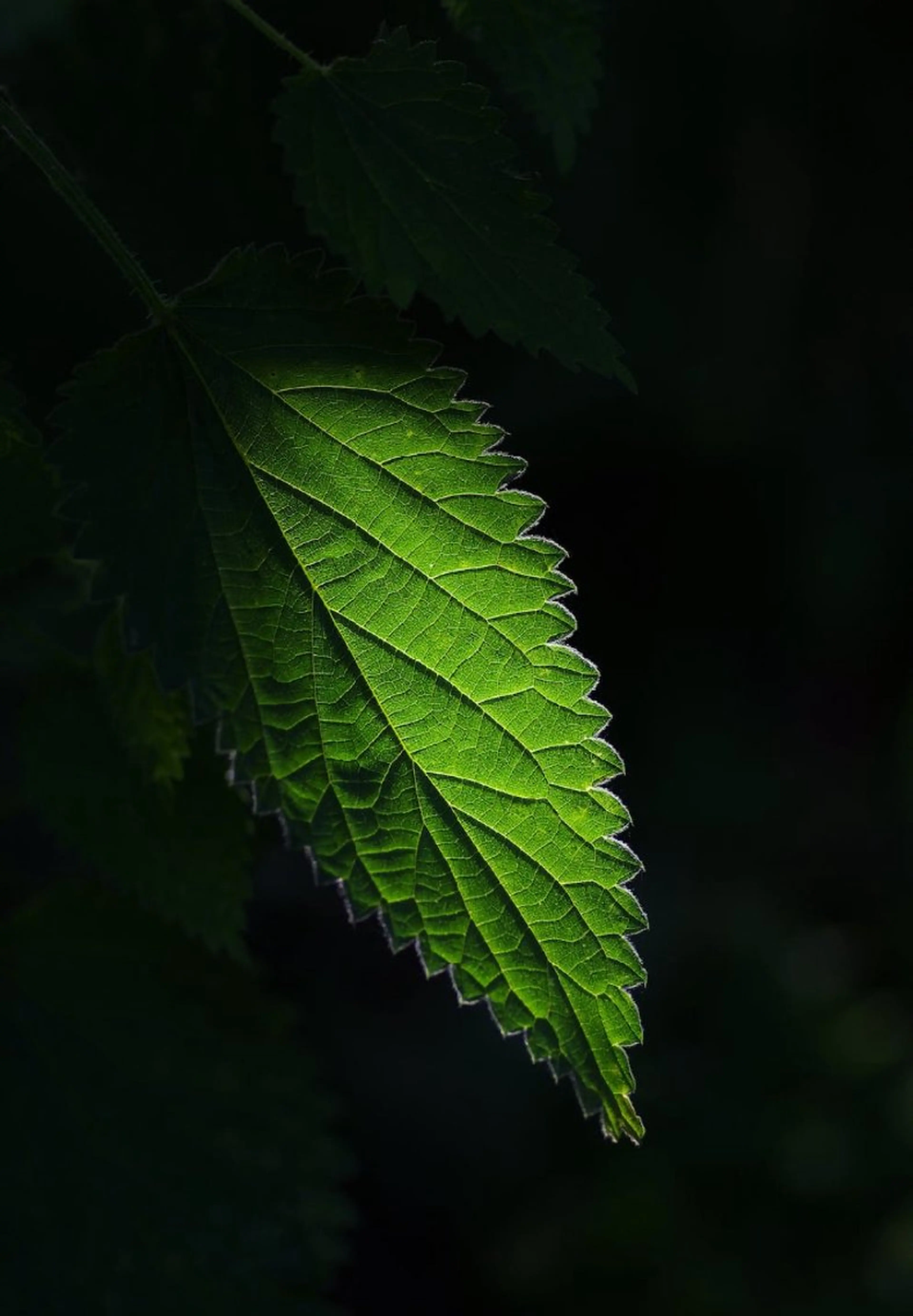 メンズ The Owner Of MPのエステ・リラクイメージ