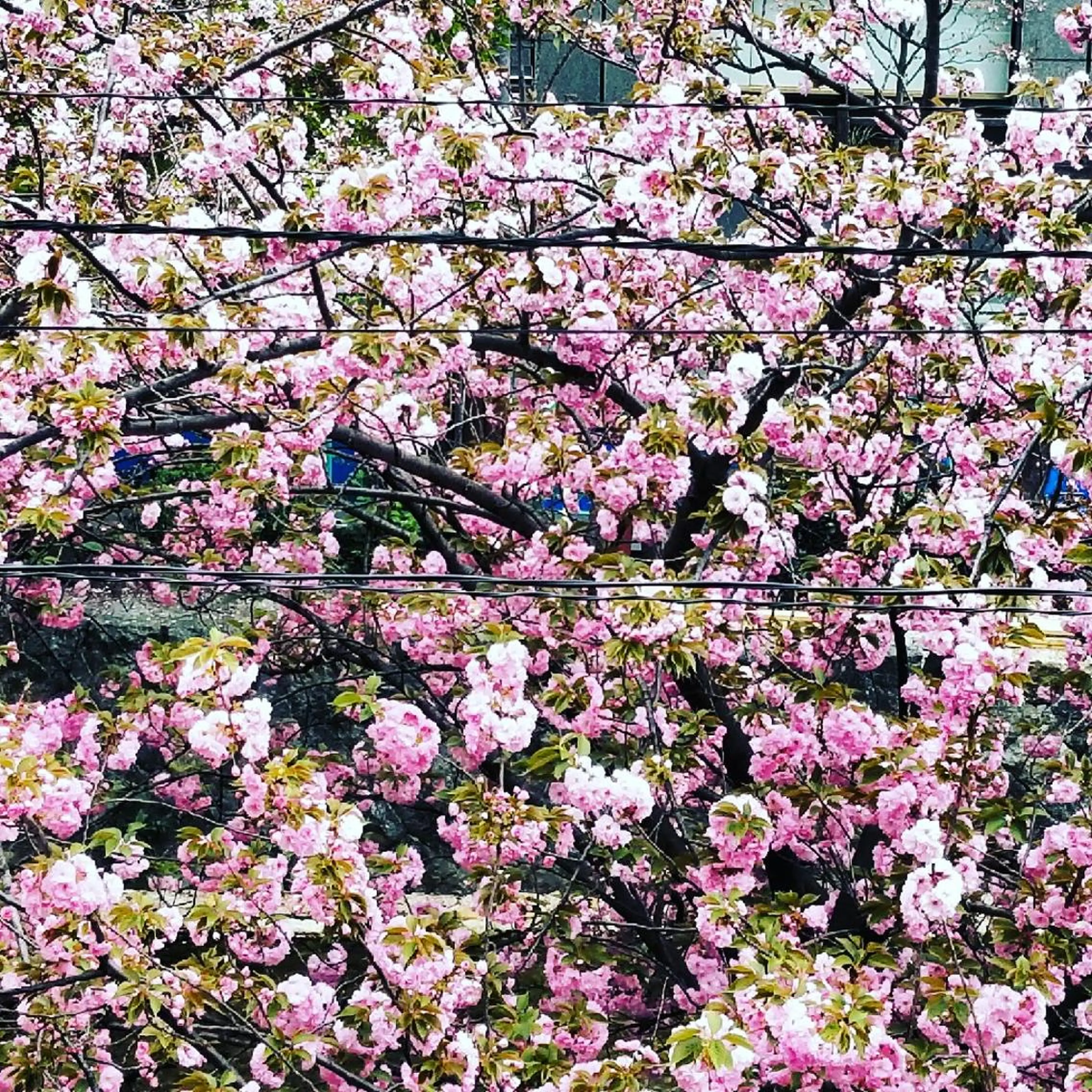 spa hair  ark 富井直美のヘアスタイル