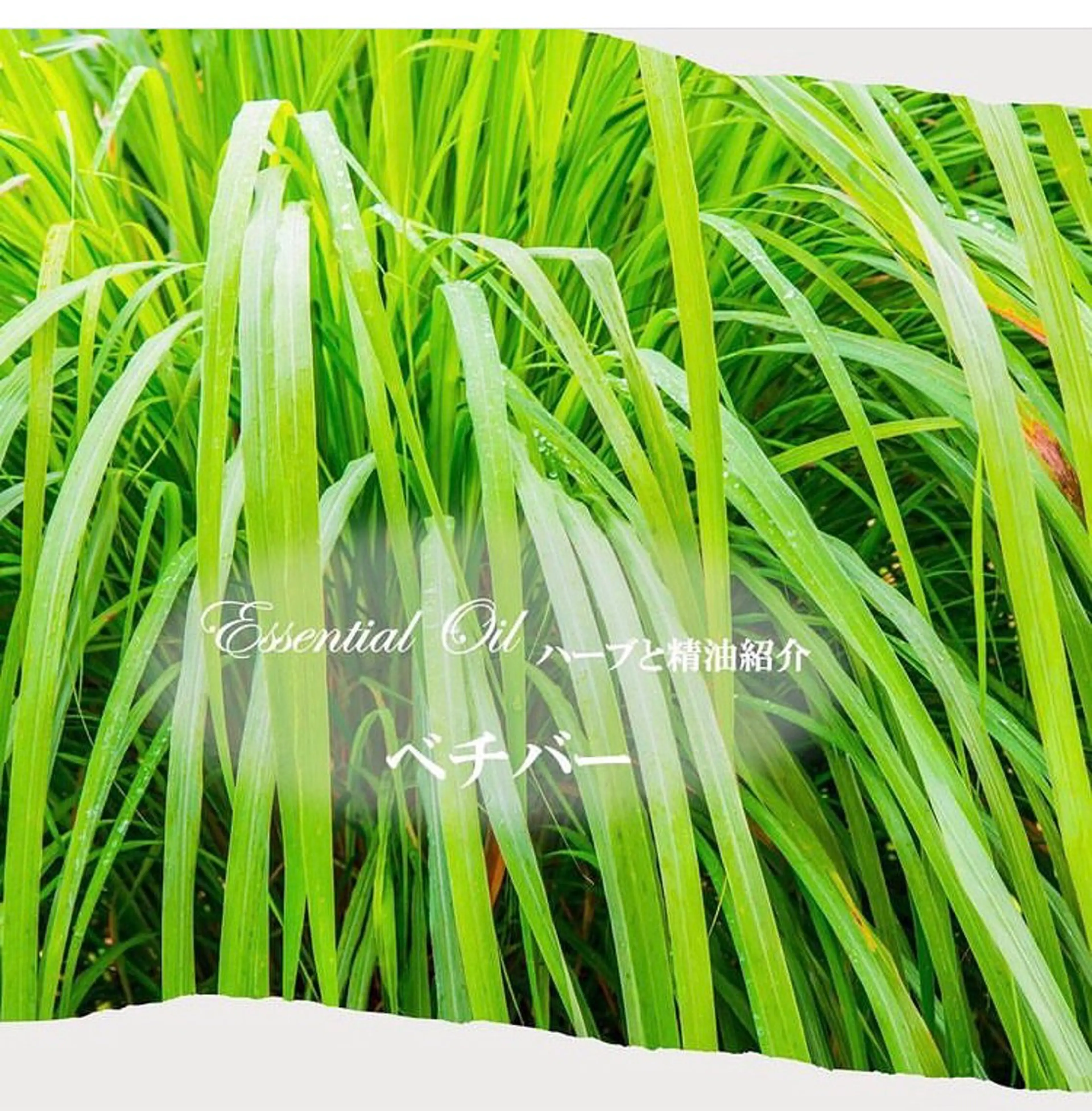 香りの家ローズマリー 🌿アロマリンパのエステ・リラクイメージ