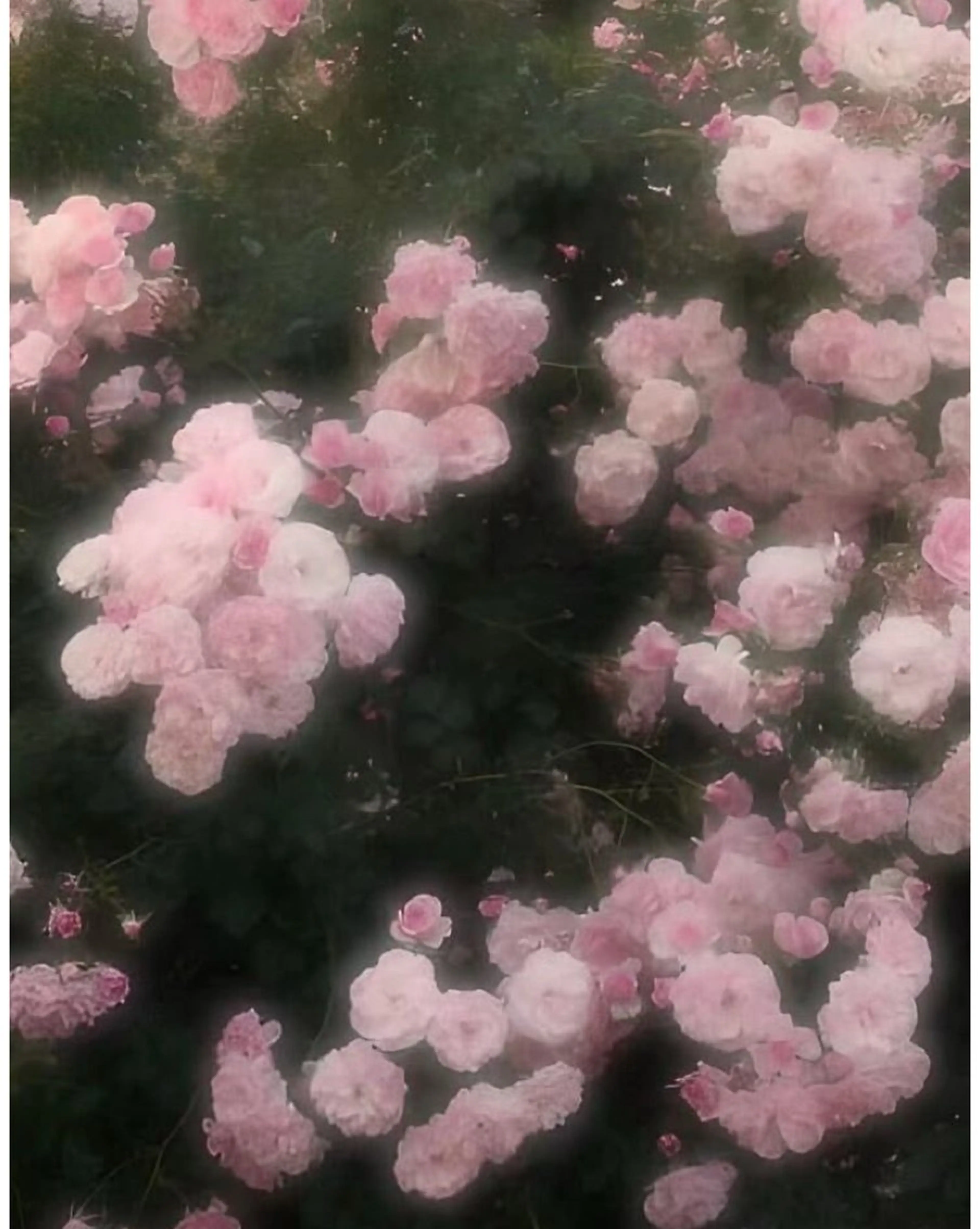 モデル募集中🫐 Ramu 🥣のヘアスタイル