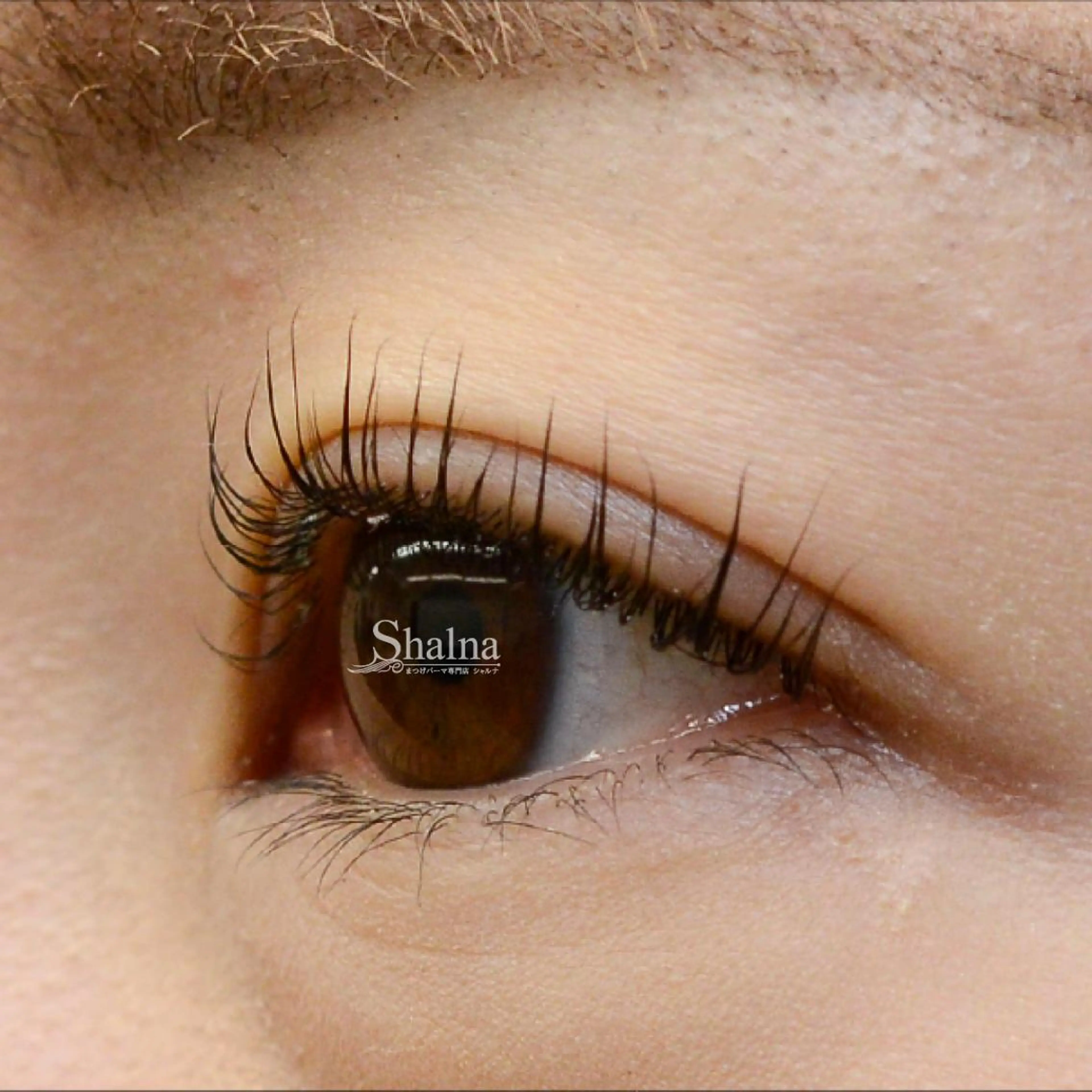 マツエク・マツパ まつげパーマ専門店 シャルナ　柏店のマツエク・マツパデザイン