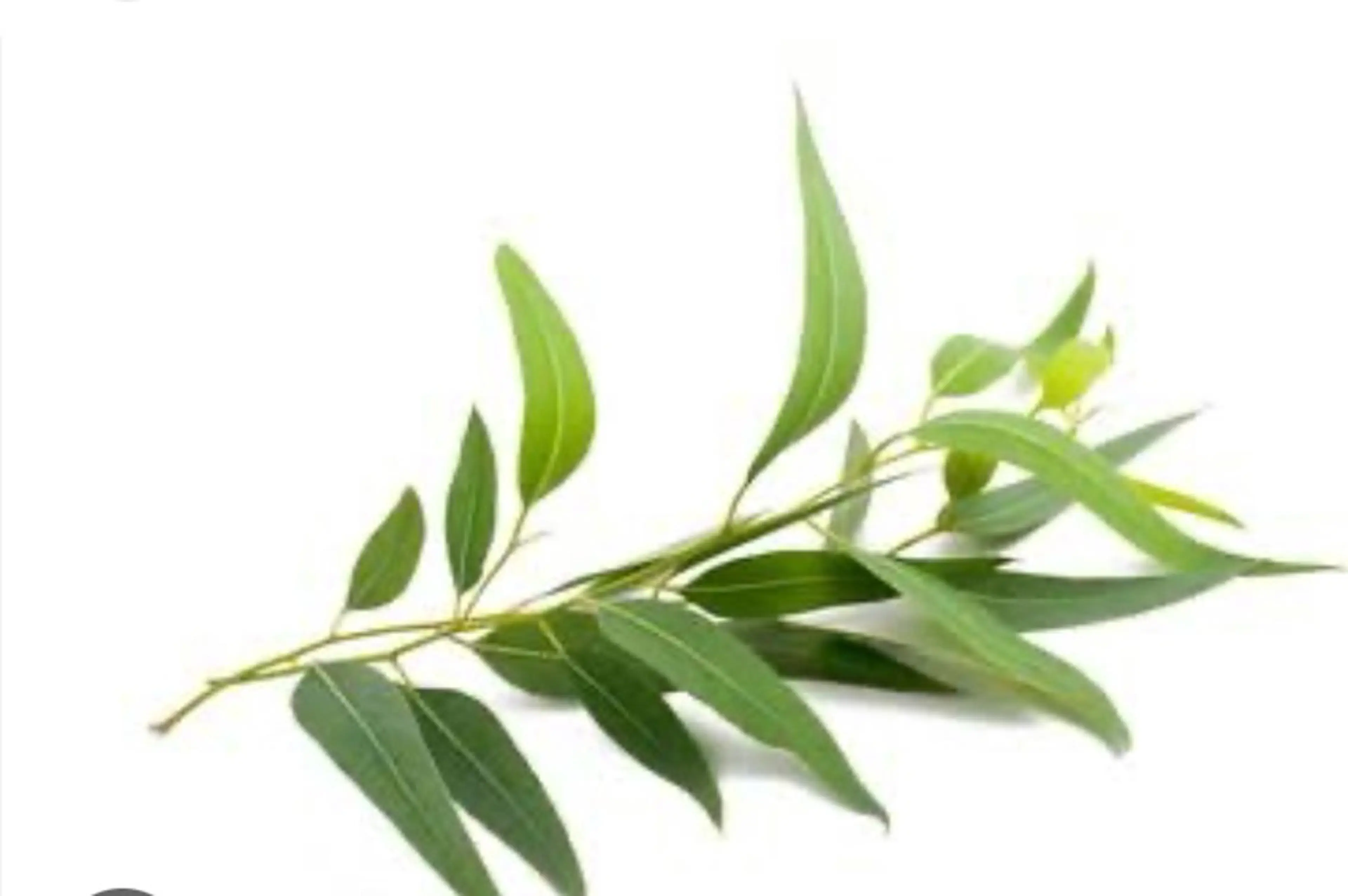 香りの家ローズマリー 🌿アロマリンパのエステ・リラクイメージ