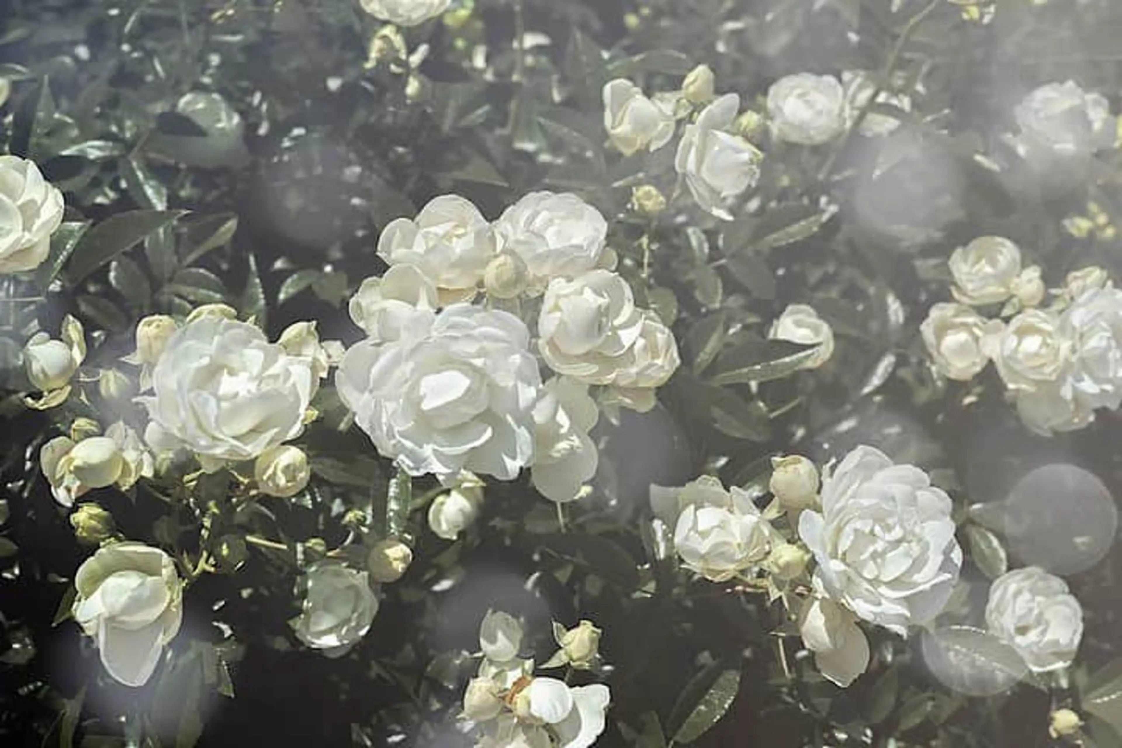 🌼二本柳 🌼のヘアスタイル