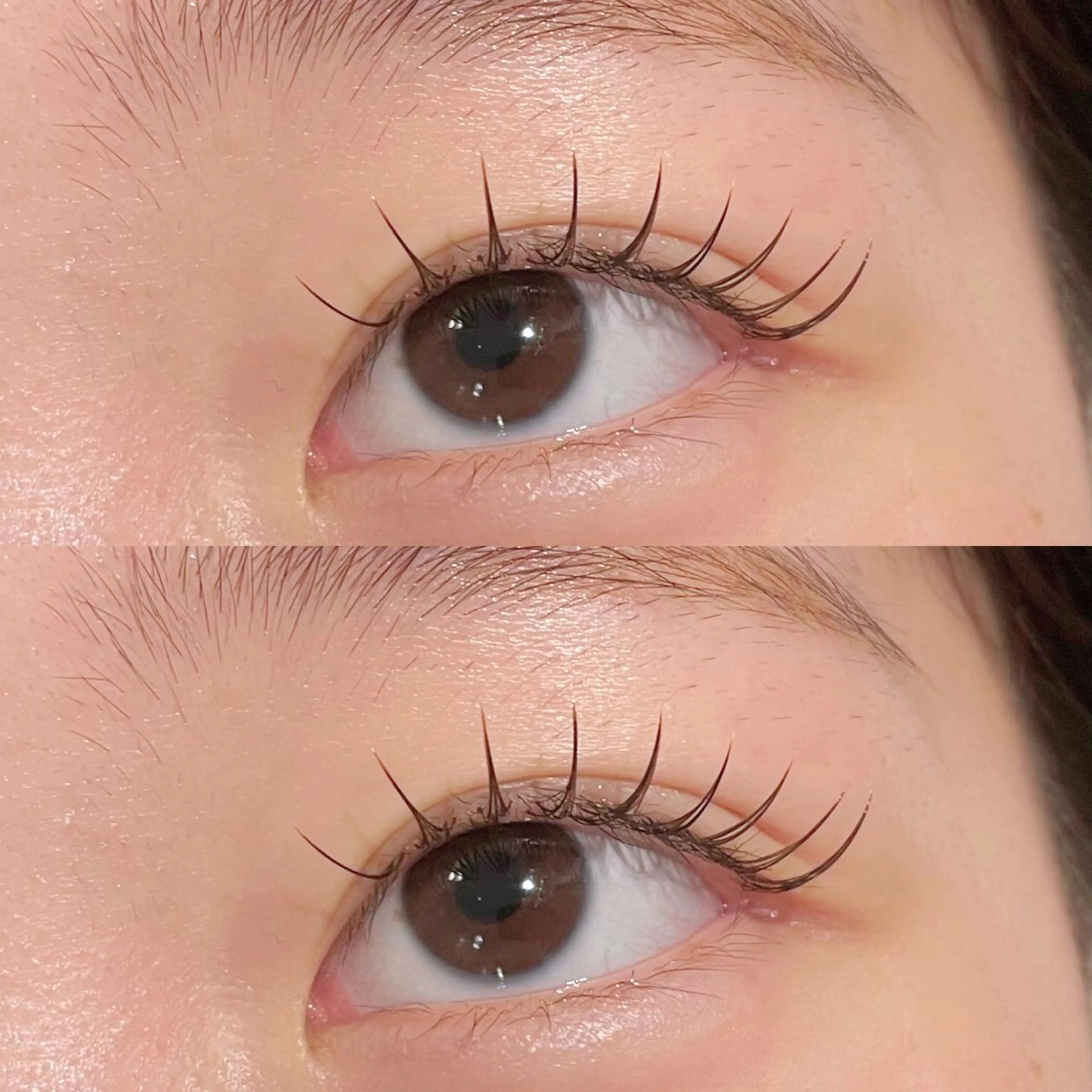 カラーラッシュ(ブラウン・ライトブラウン)上100本(オフ・コーティング込み)の写真