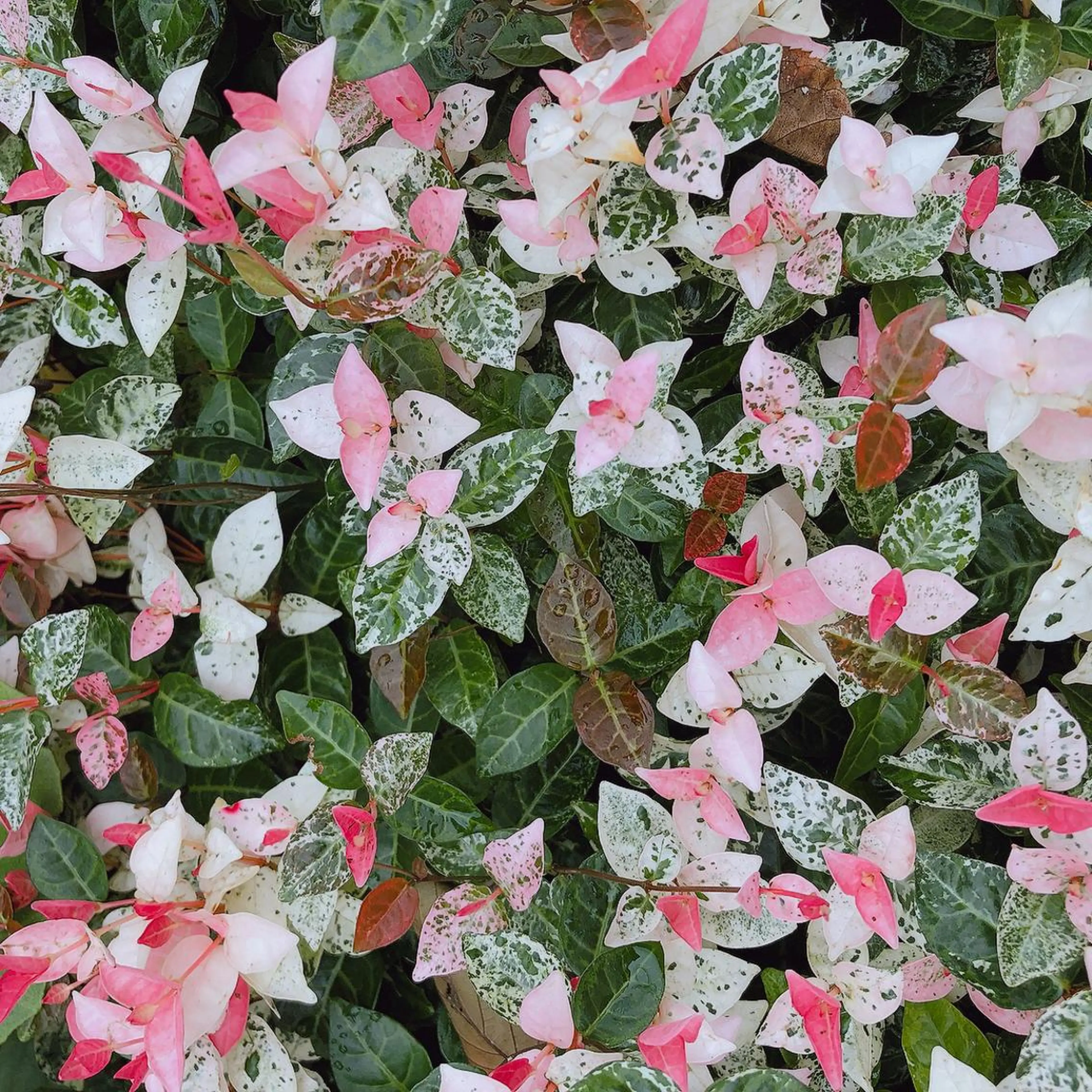 マツエク・マツパ なかむら 🪡のマツエク・マツパデザイン