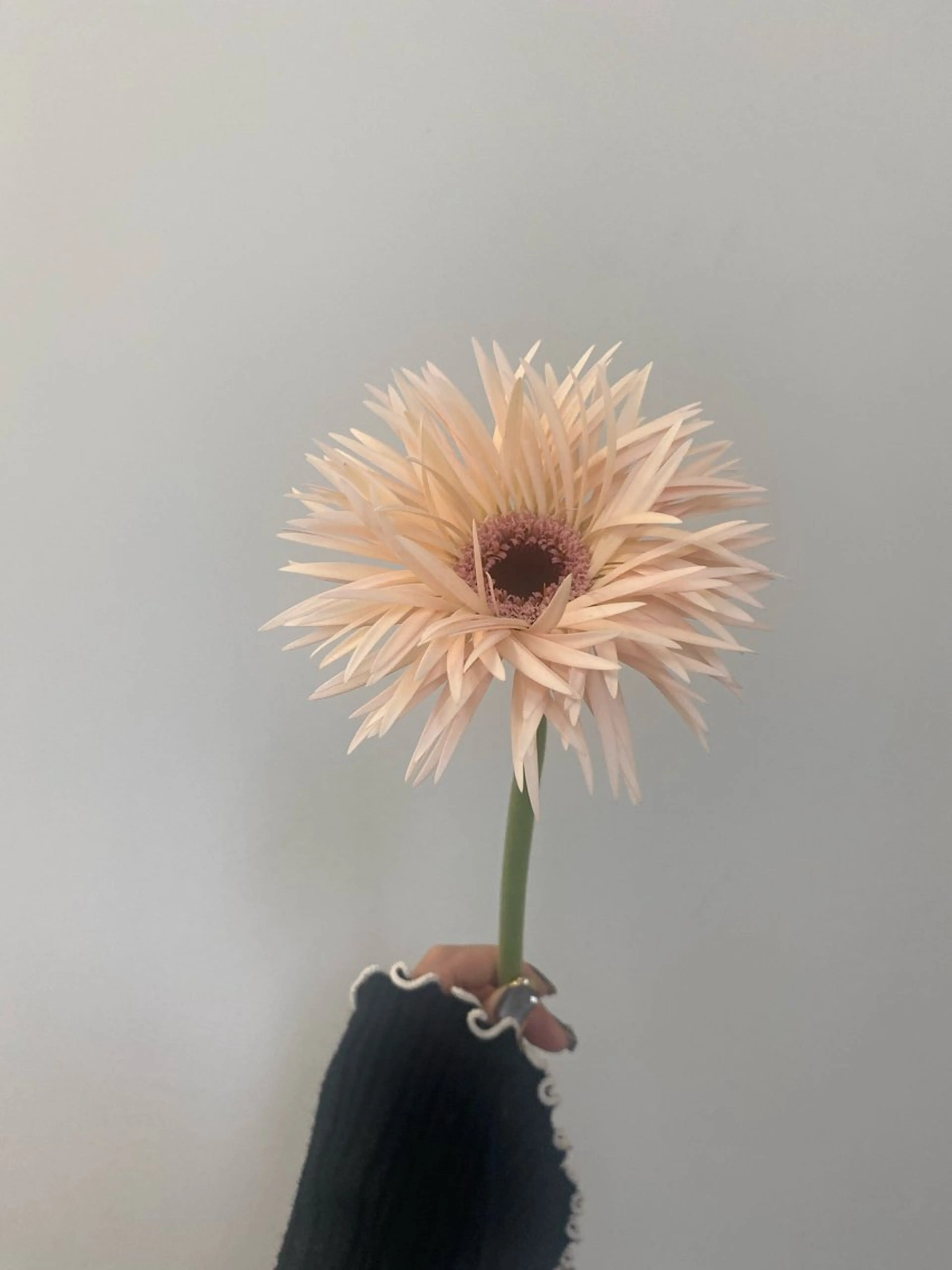 カット ヘアカラー トリートメント 🌻花屋併設🌻濱 幸帆のヘアスタイル