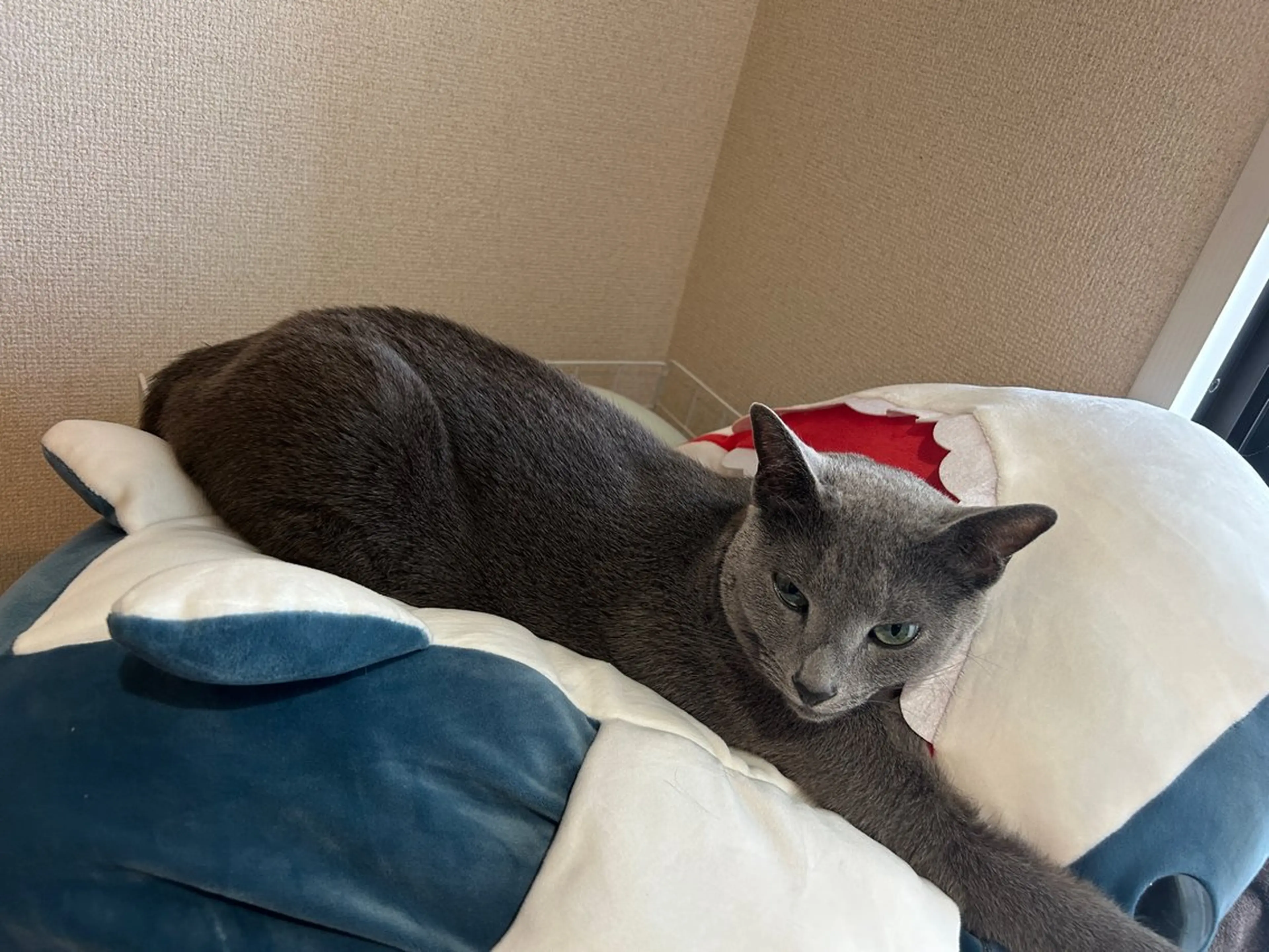 ショート アニメ,Vオタク× 即効痩せエステサロンのエステ・リラクイメージ