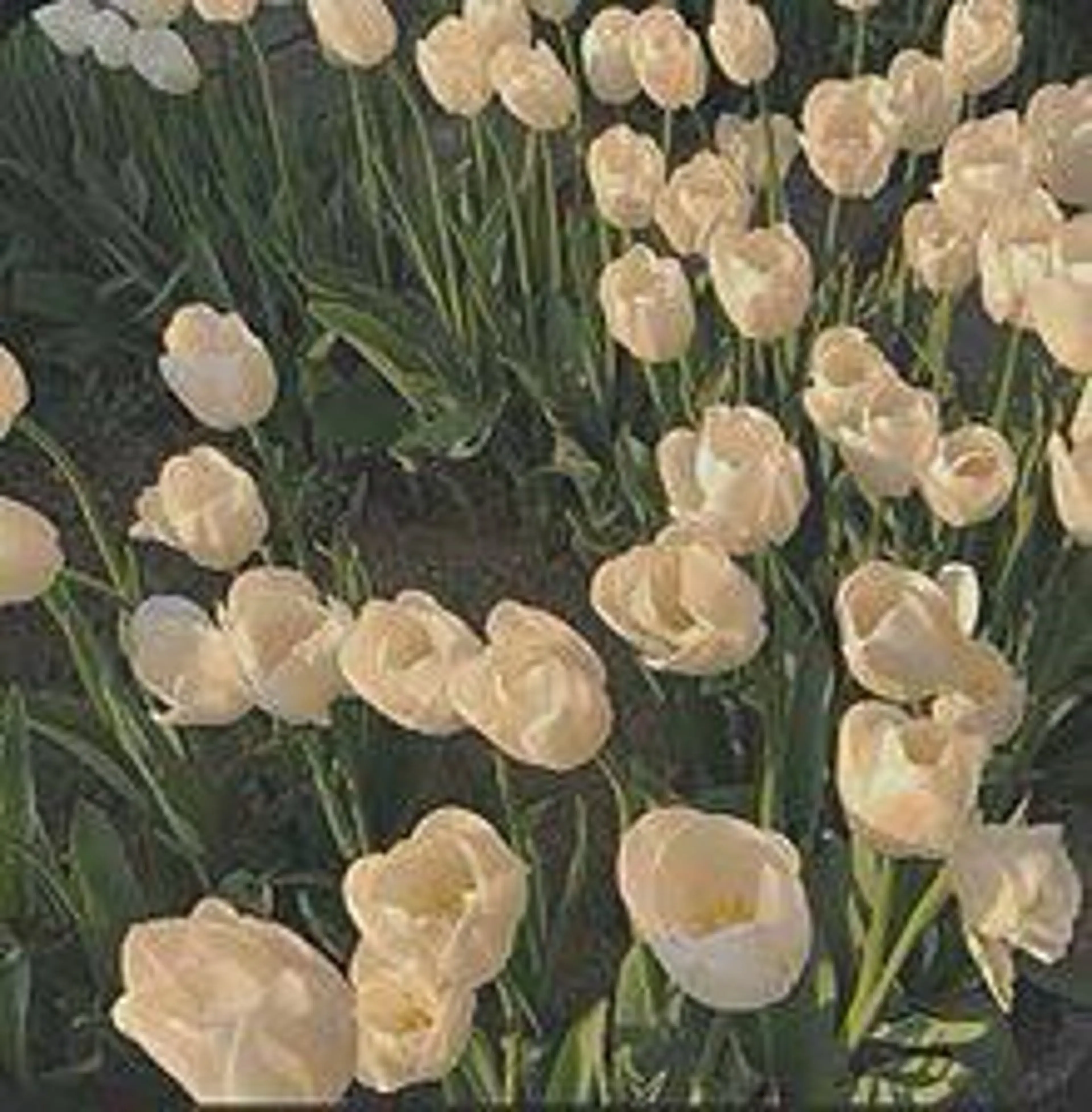 🌼二本柳 🌼のヘアスタイル