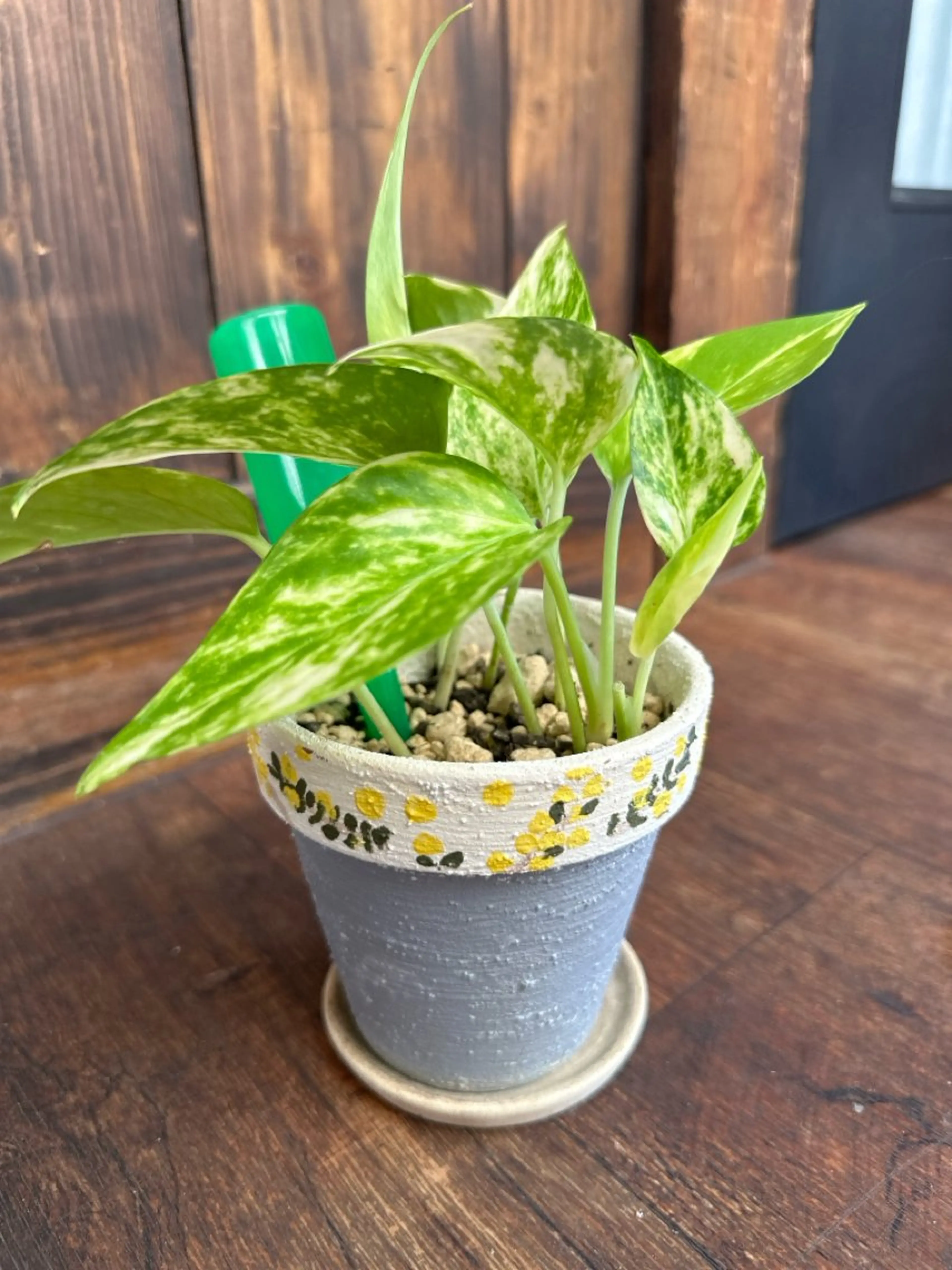 nail salon  ∞ mikanal ∞所属・nailsalon ∞ ﾐｶﾅﾙ ∞のネイルデザイン