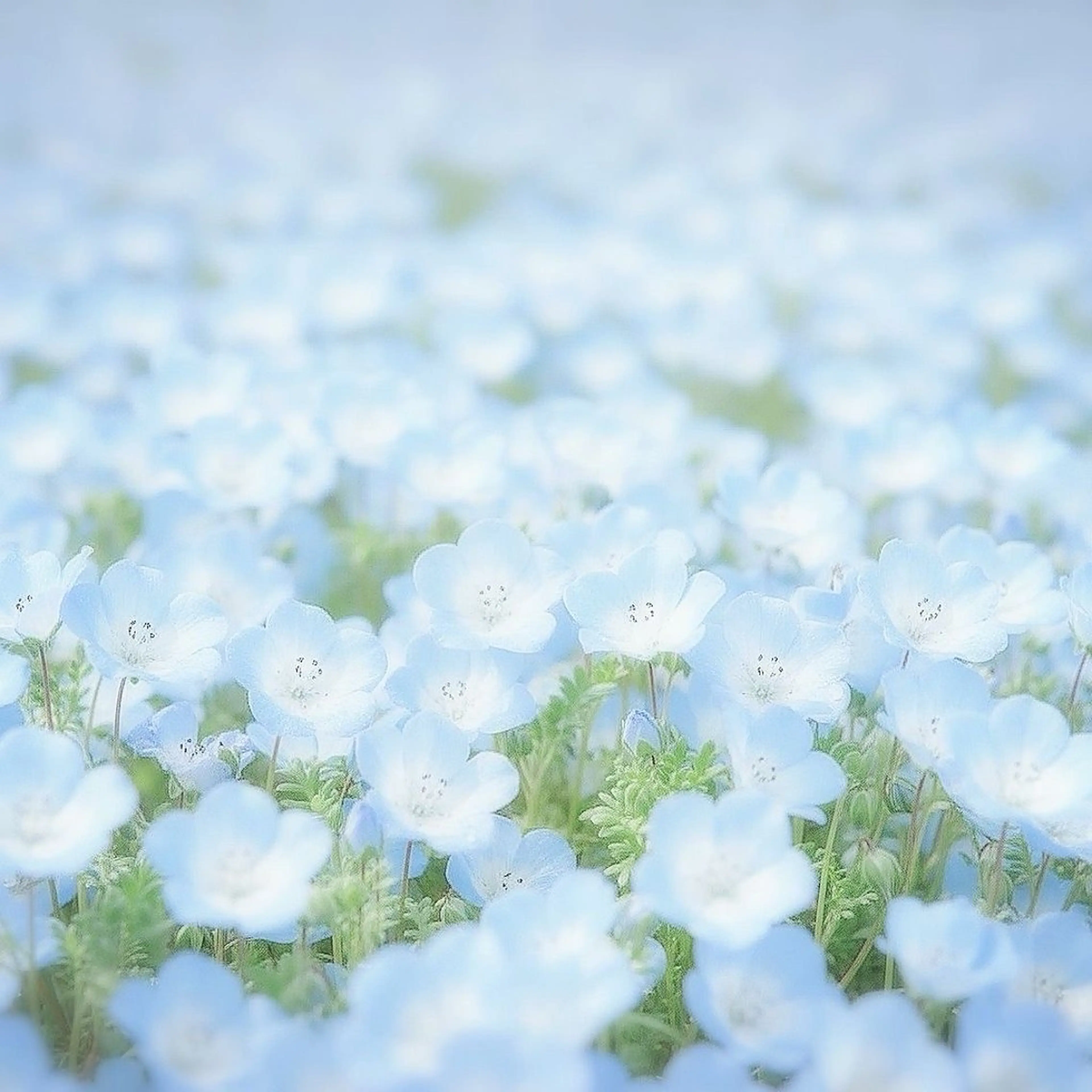 マツエク・マツパ B☆star ひらり🩵のマツエク・マツパデザイン