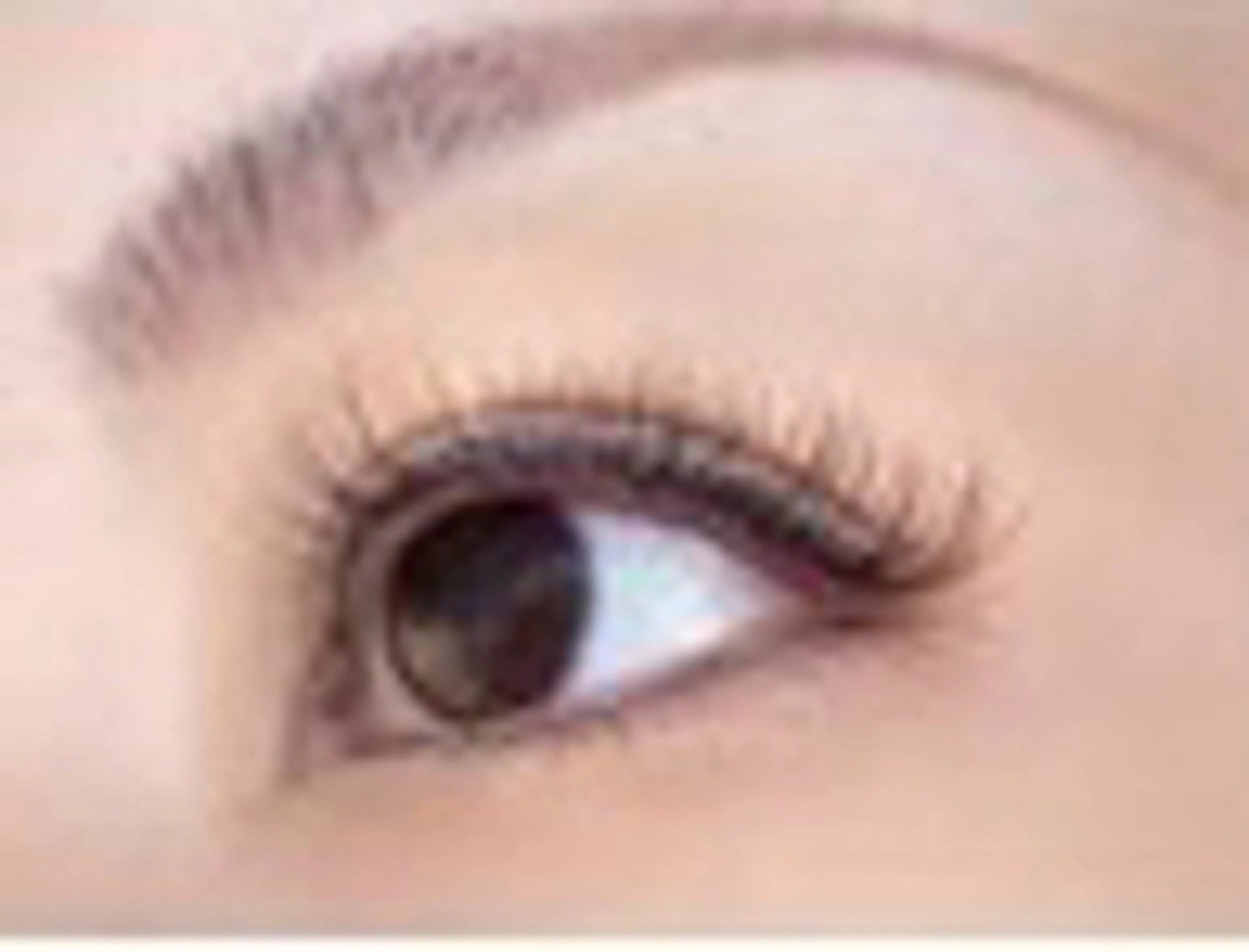 高級セーブル80本(オフ込み)の写真