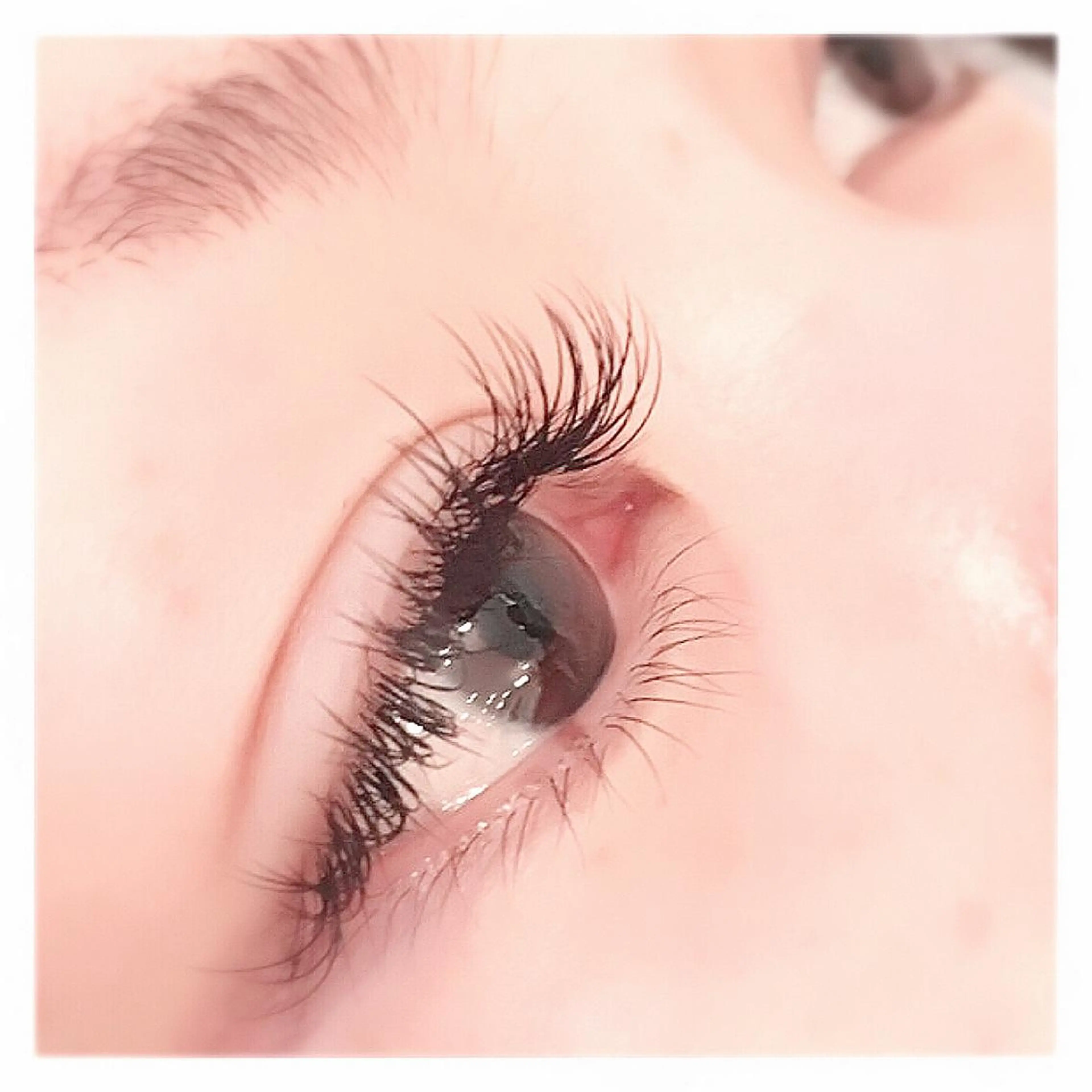 セーブルエクステ120本（ブラック）オフ込みの写真