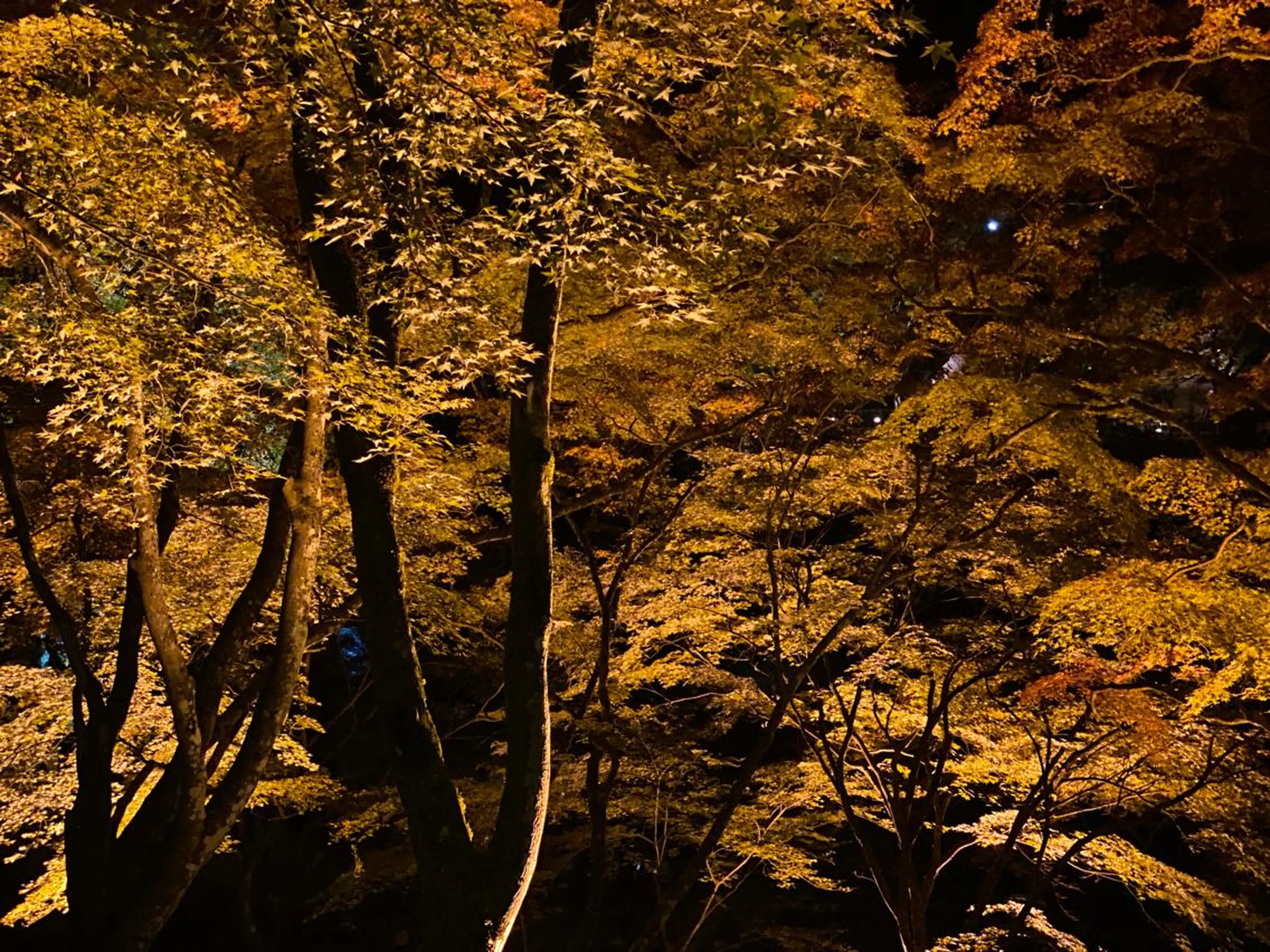 セミロング ネイル マツエク・マツパ アイブロウ クリスマス 冬ネイル クリスマス 小倉 麻由のエステ・リラクイメージ