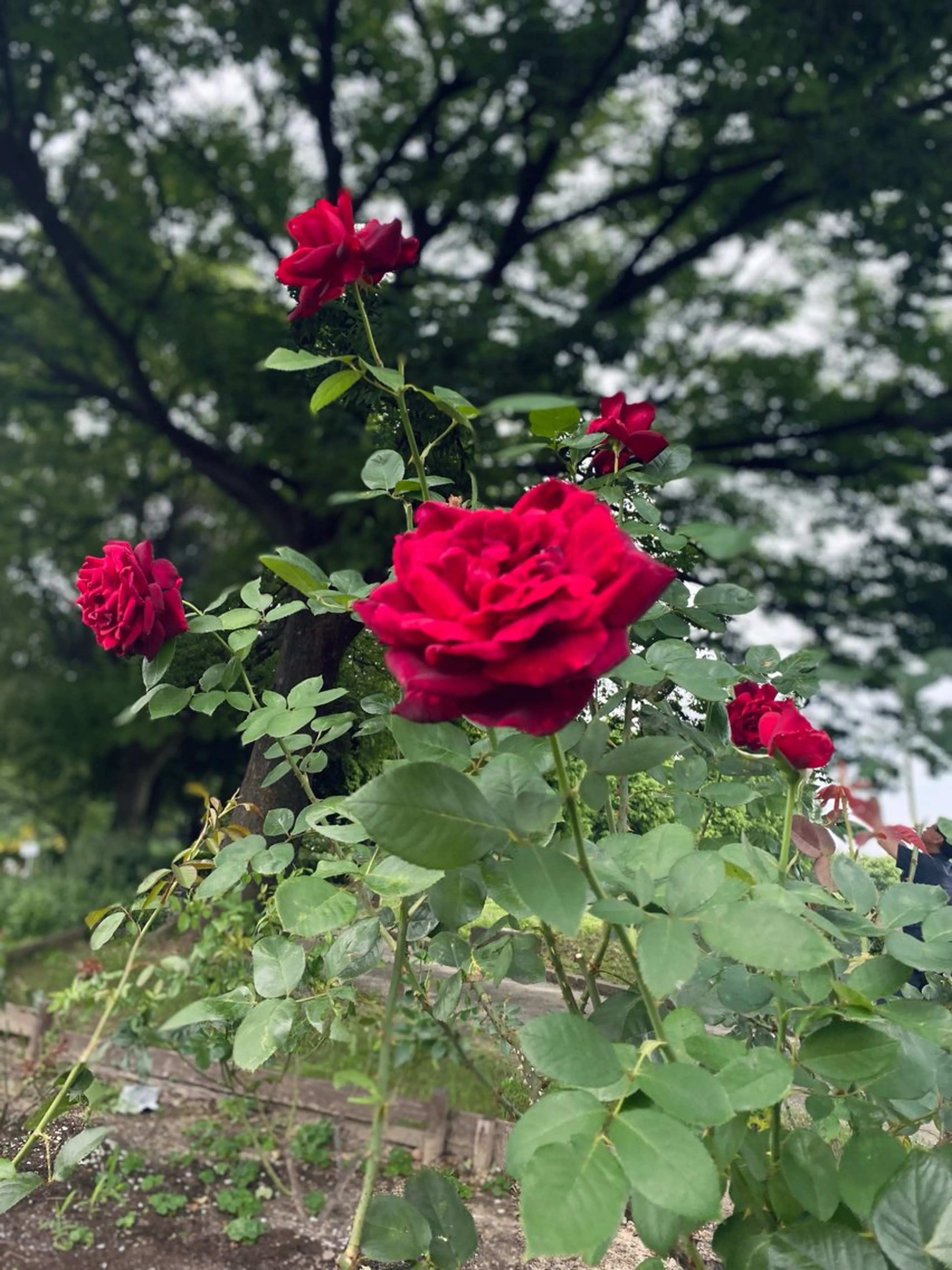 Yu-ka🌼*･ カラー縮毛矯正❣️のヘアスタイル