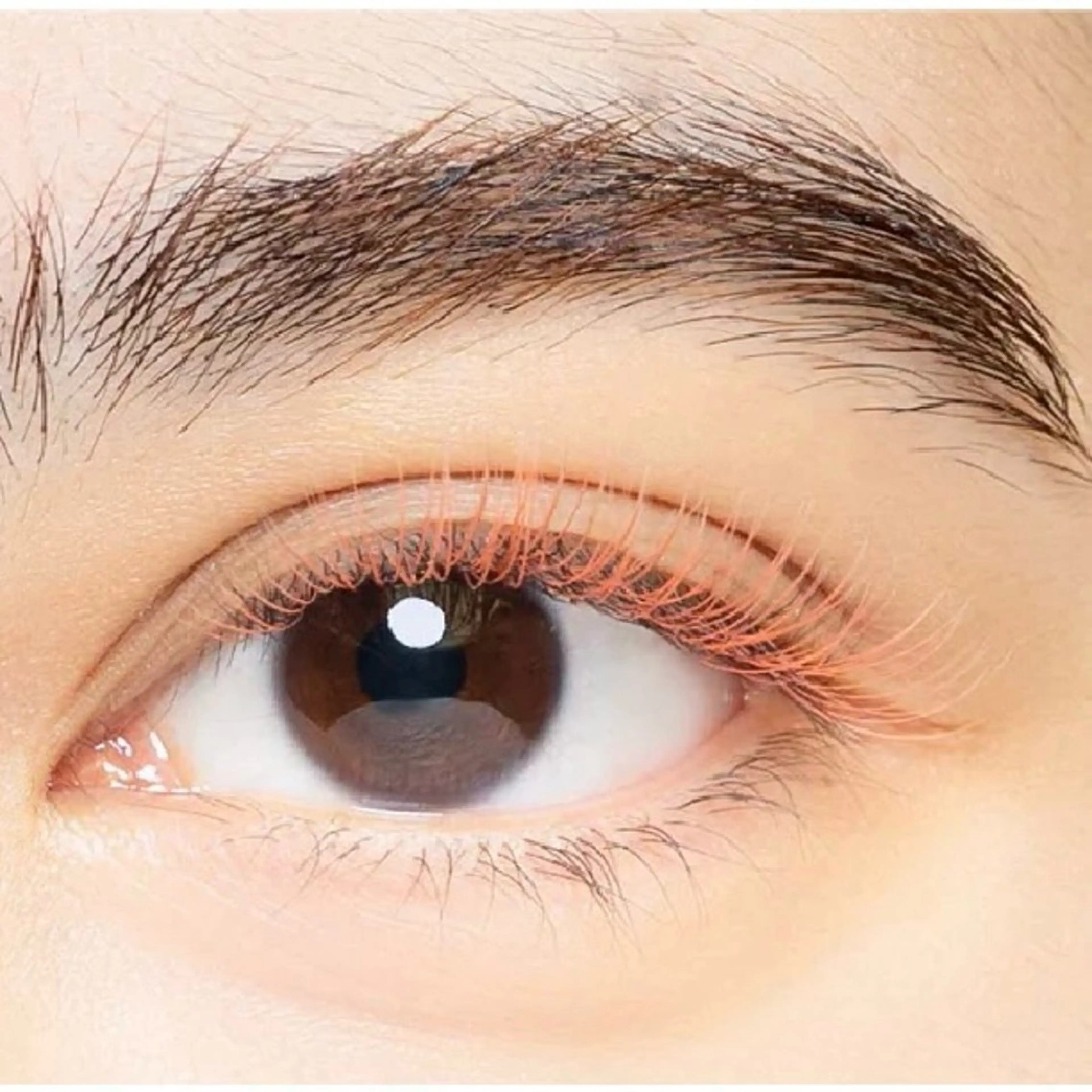 Newカラー🌸サクラコーラル🌸フラットラッシュ120本［亀戸/錦糸町］の写真