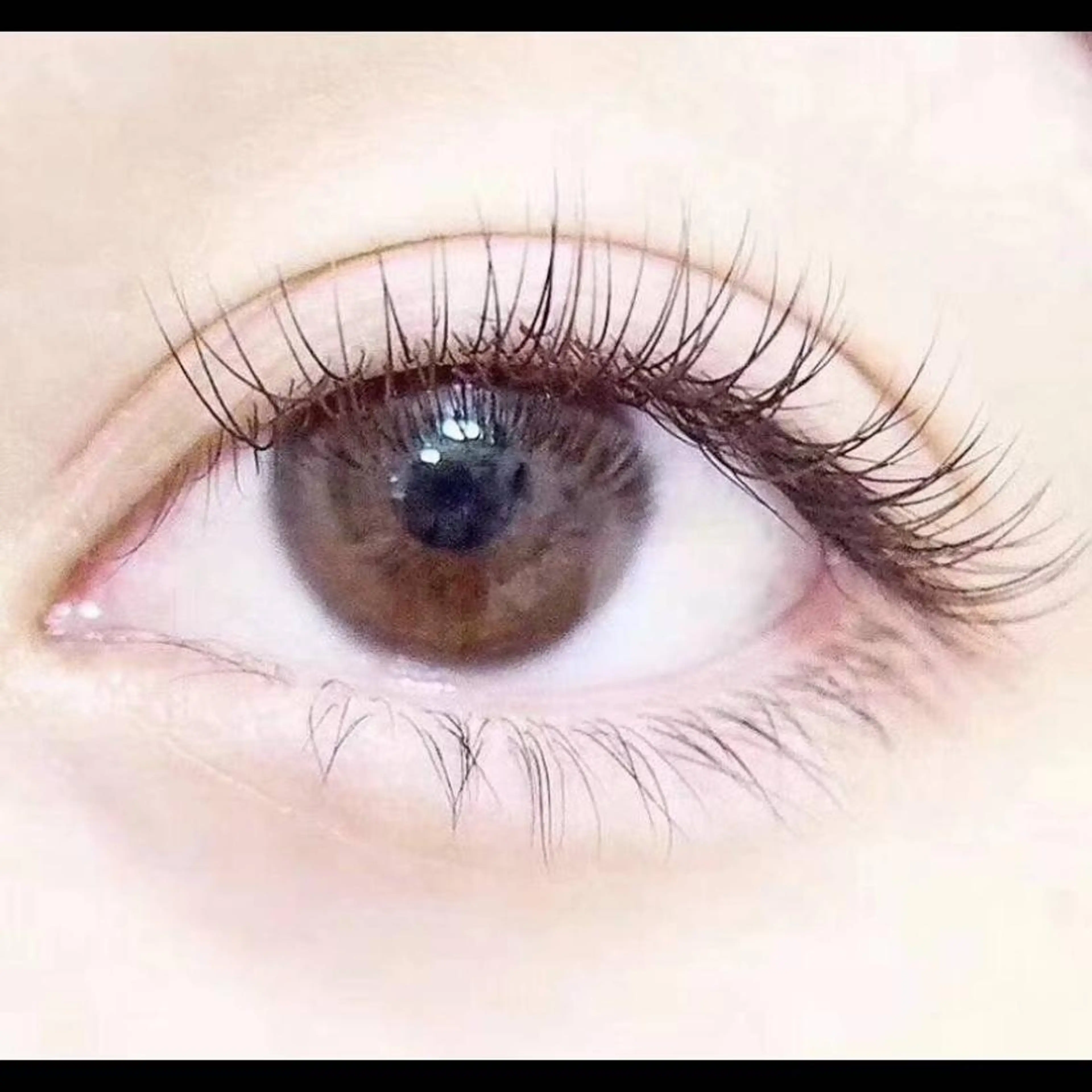 🉐国産セーブル80本3800円//フラットラシュ80本4500円(付け出し40本/60本可)(オフ込み)の写真