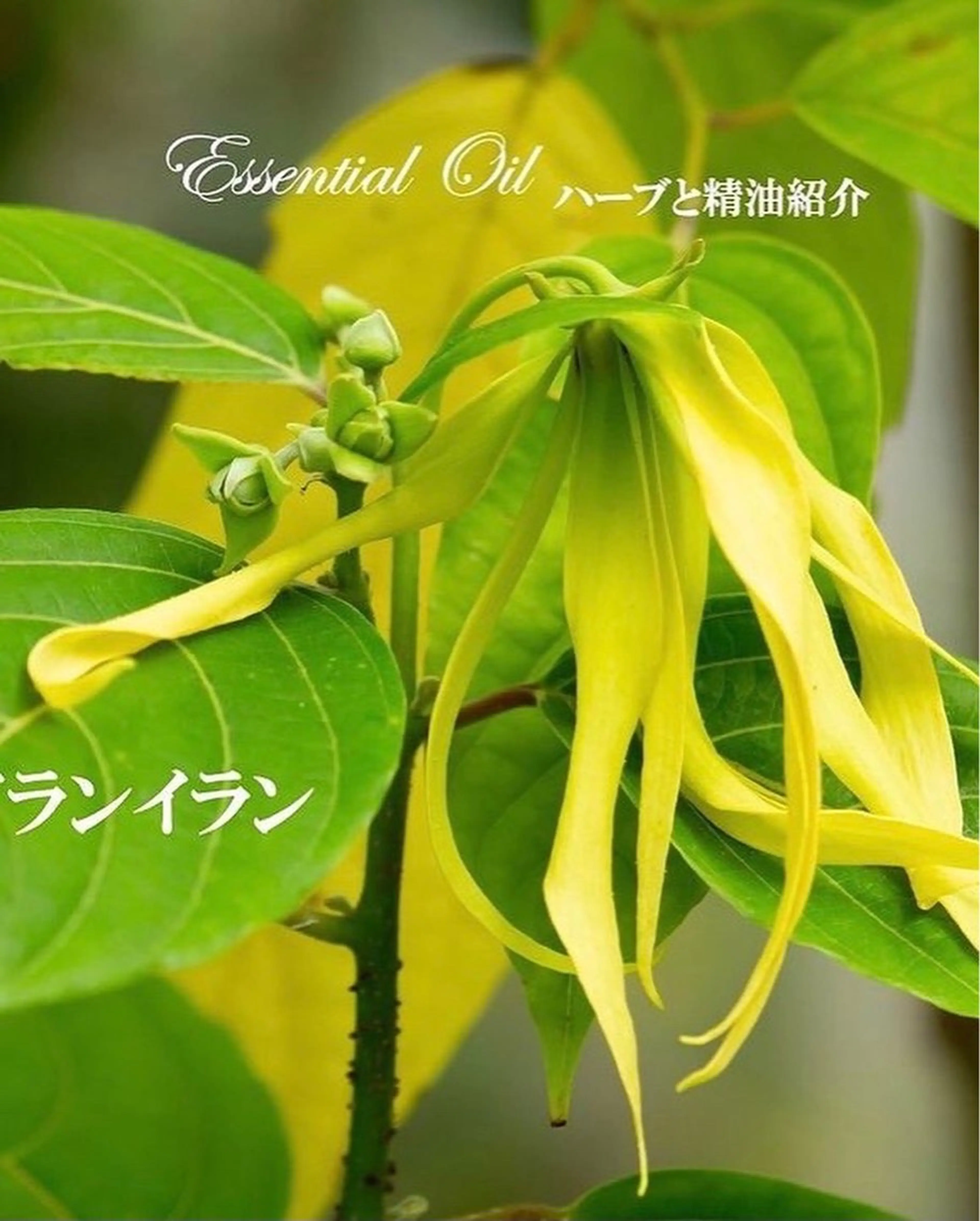 香りの家ローズマリー 🌿アロマリンパのエステ・リラクイメージ