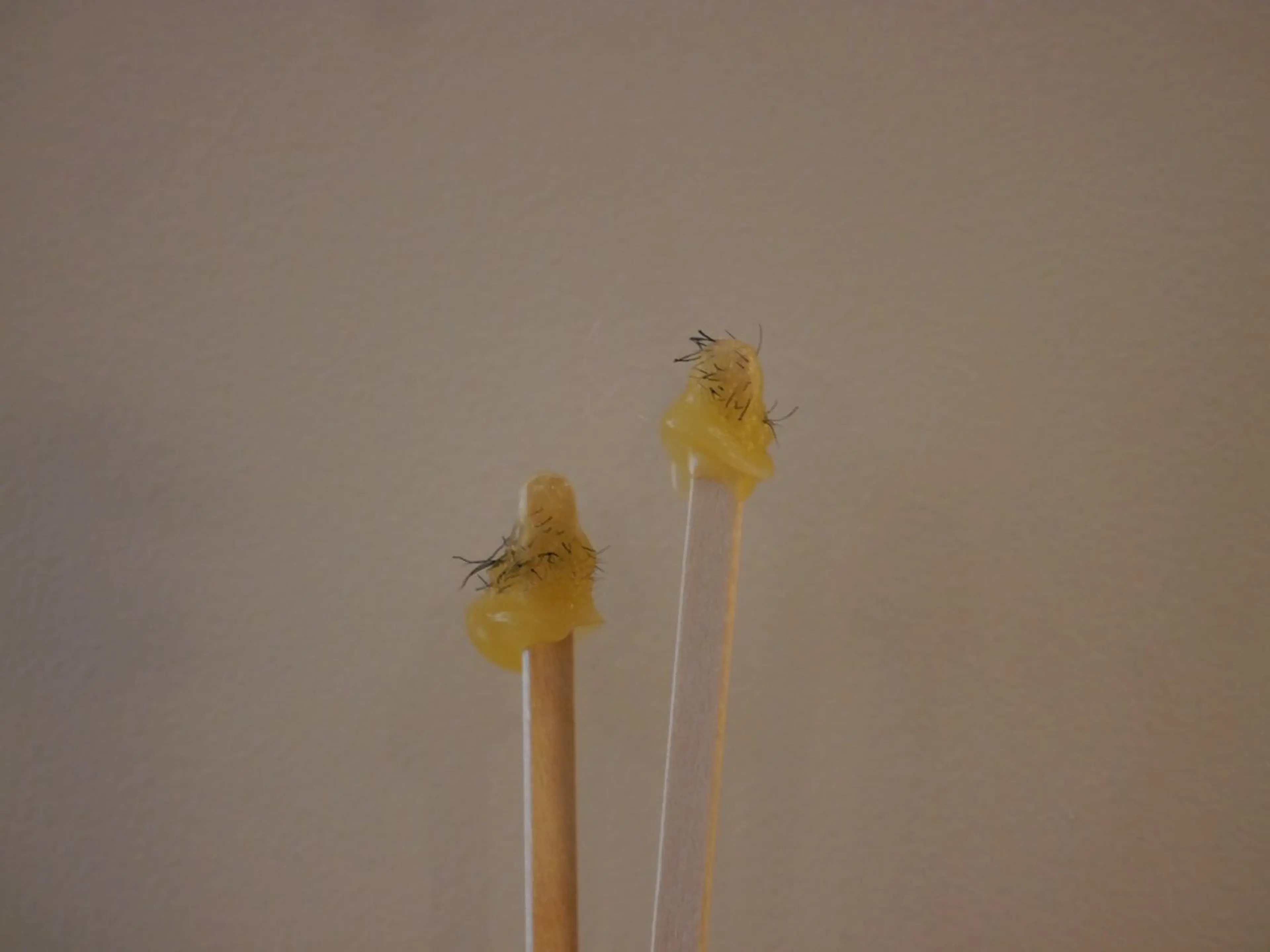 【脱毛】鼻毛マツヤニの写真