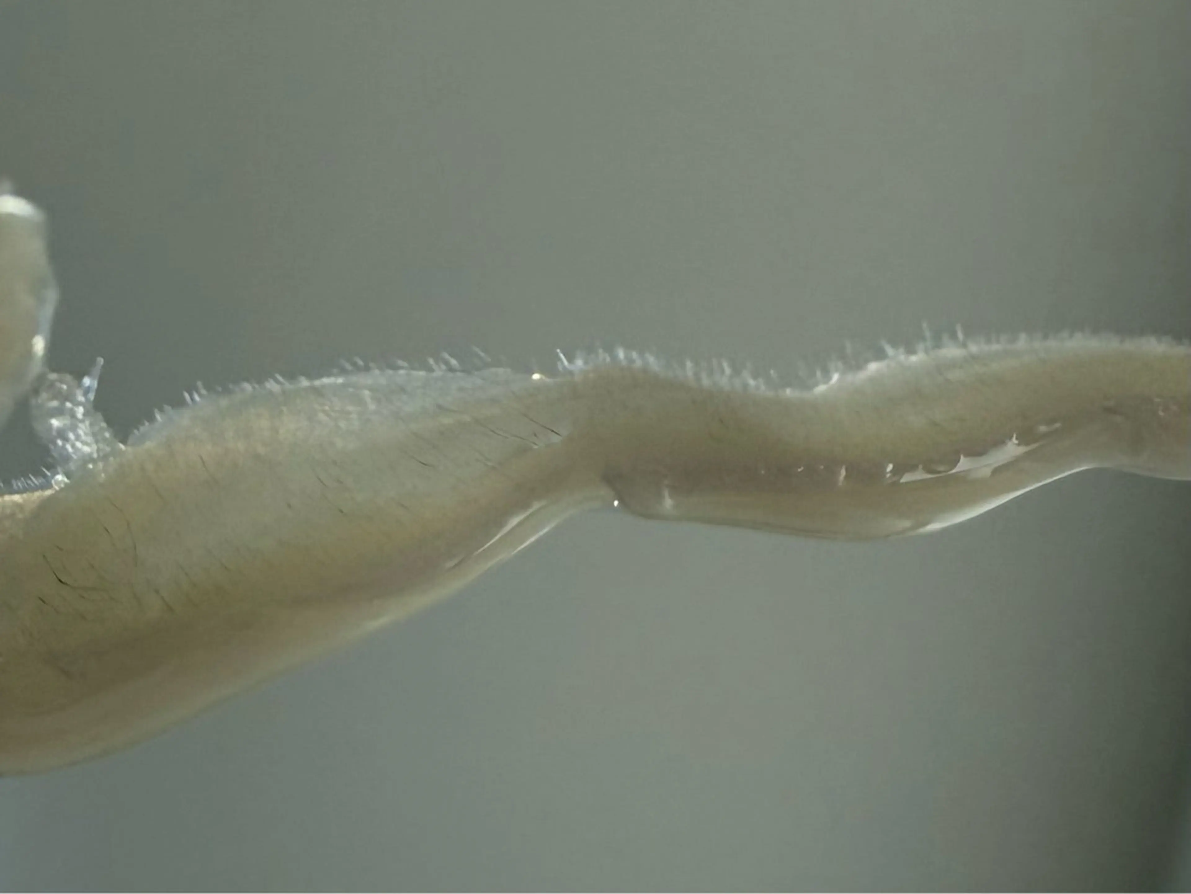 CELINA セリーナのエステ・リラクイメージ