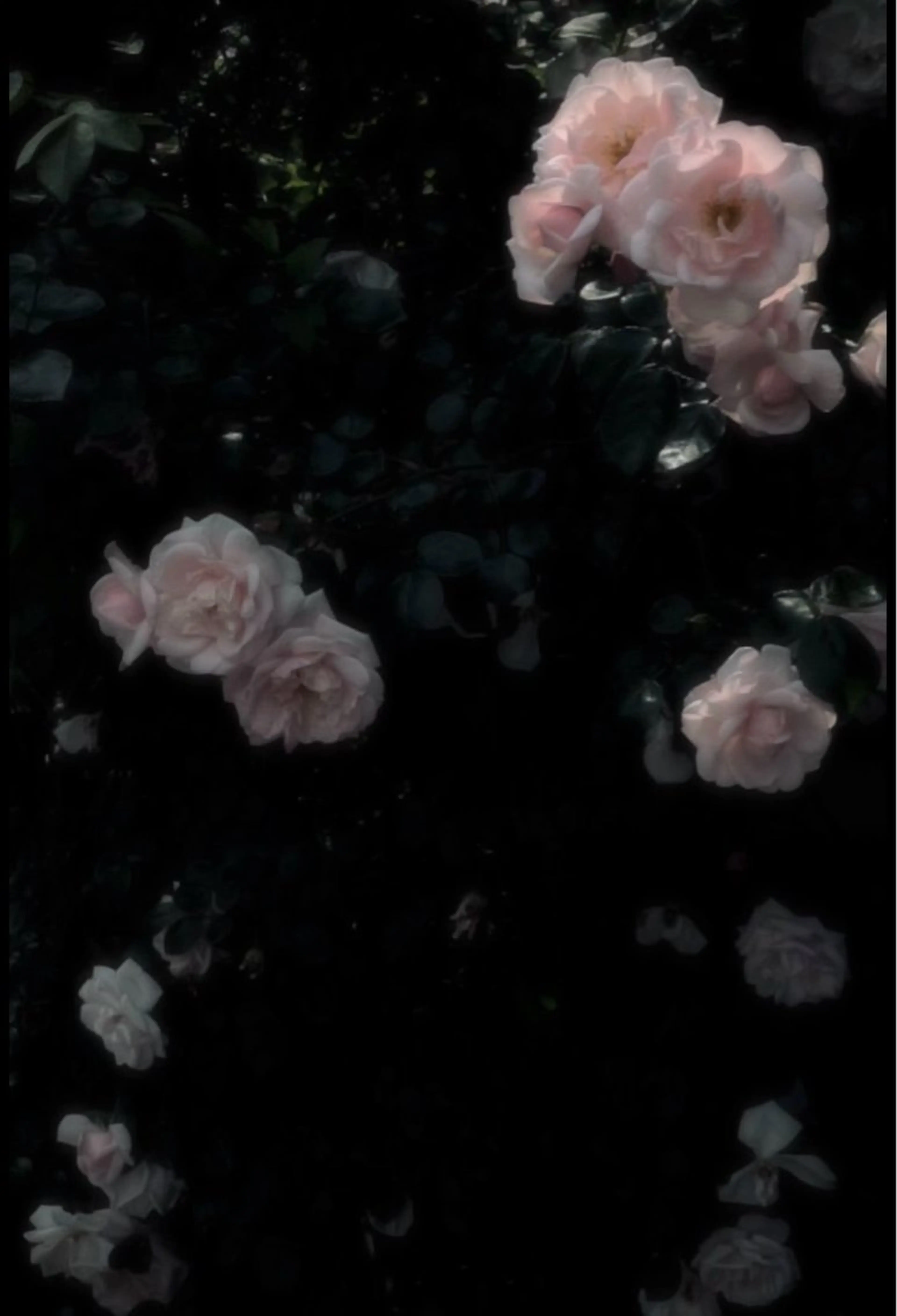 ショート メンズ メンズカットモデル 募集🫧🎀ひなこのヘアスタイル