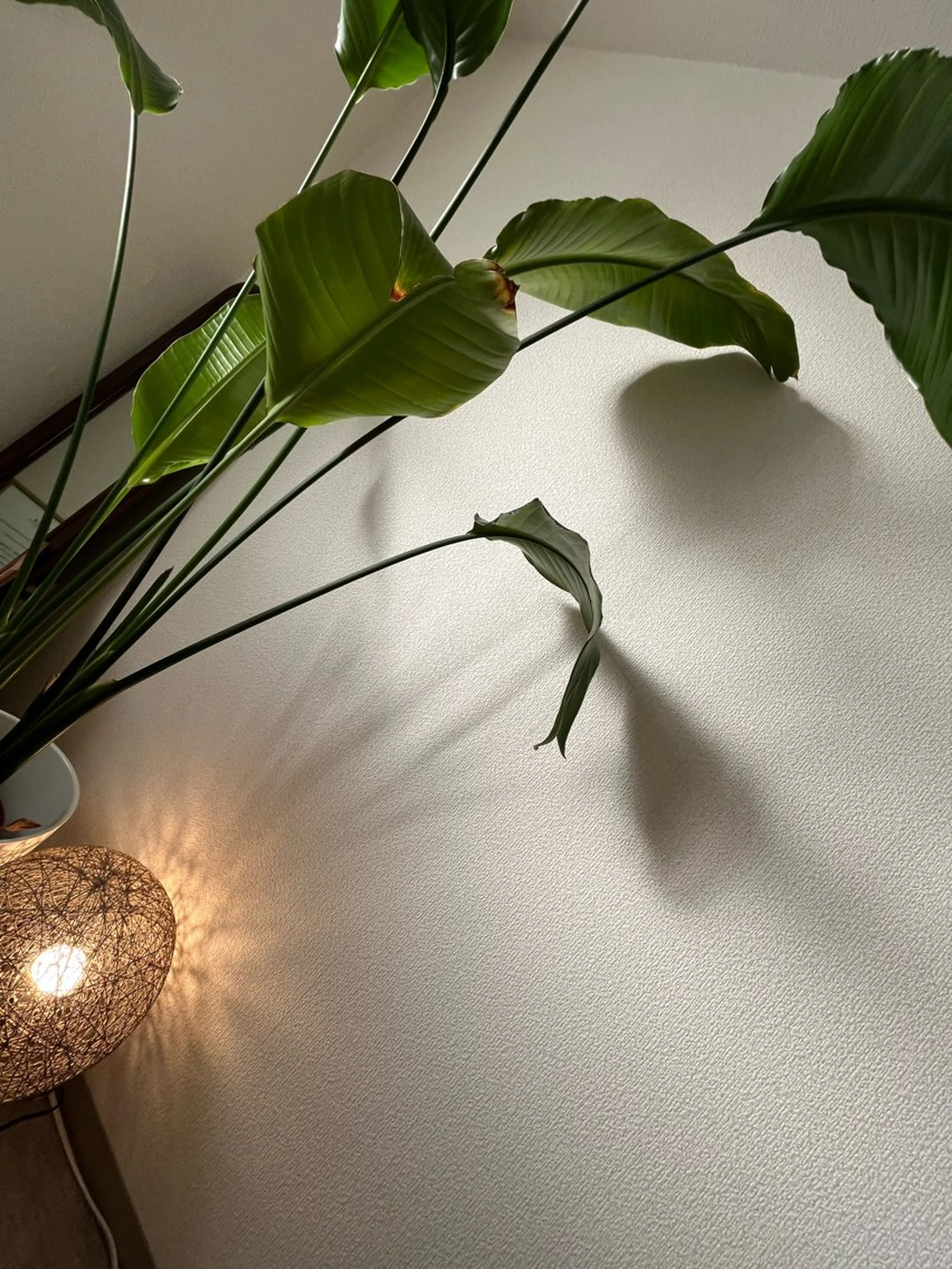 隠れ家エステ chapoのエステ・リラクイメージ