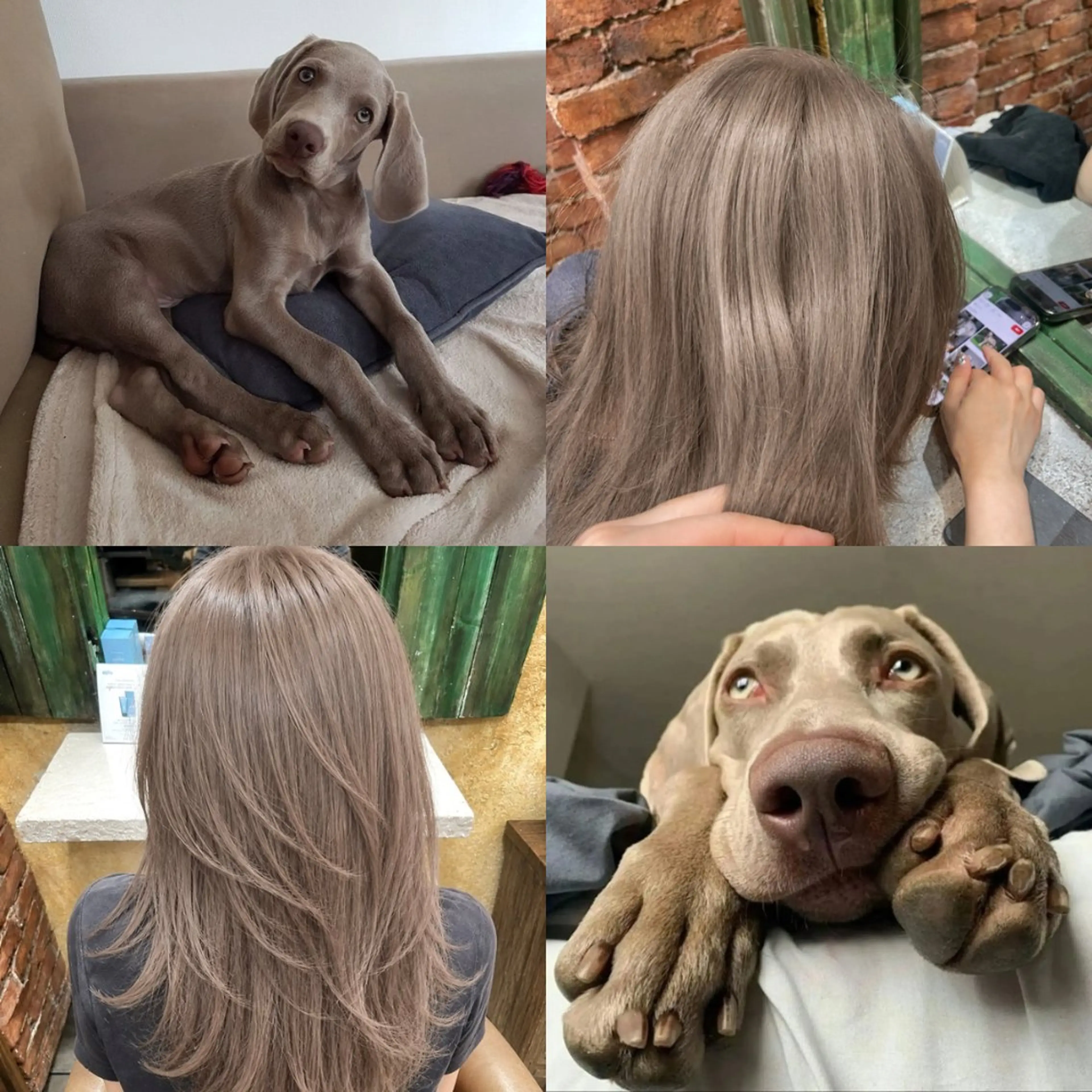 セミロング カラー ベージュカラー ヘアカラー トリートメント ズミ/レイヤー🦖艶 カラー/Wカラーのヘアスタイル