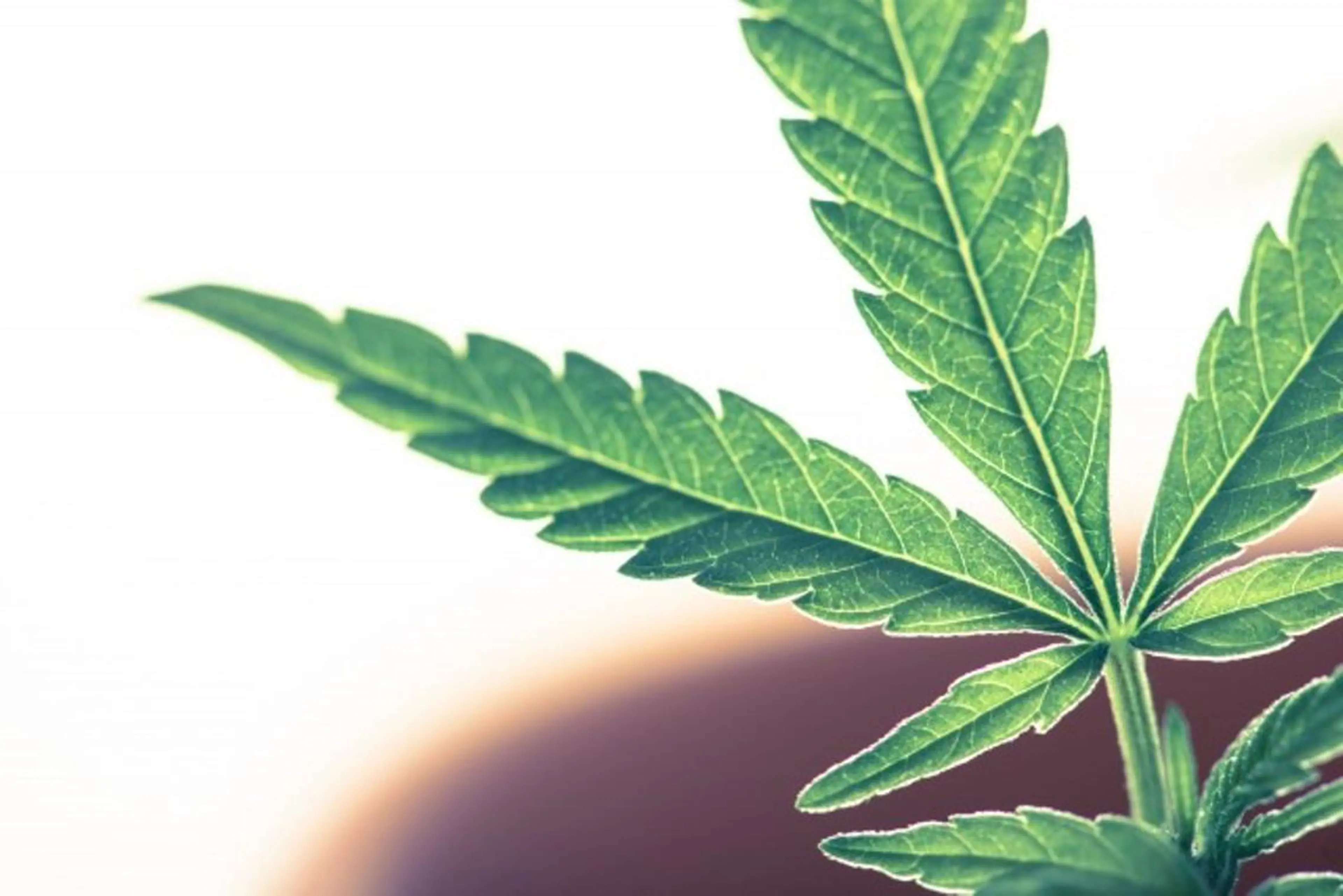 Parane mistaのエステ・リラクイメージ