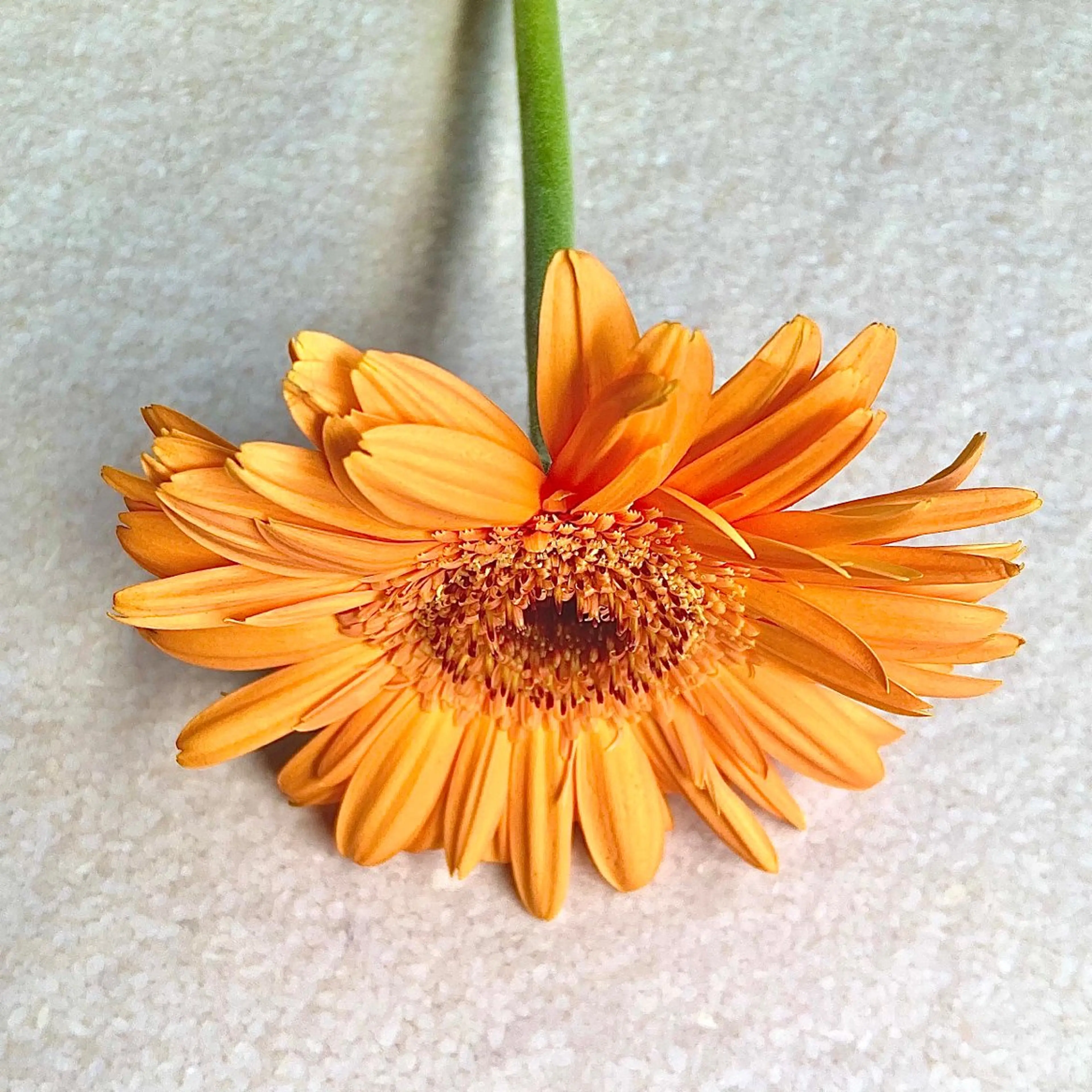 ‎【メンズ平日限定👦🏻】メンズカットの写真