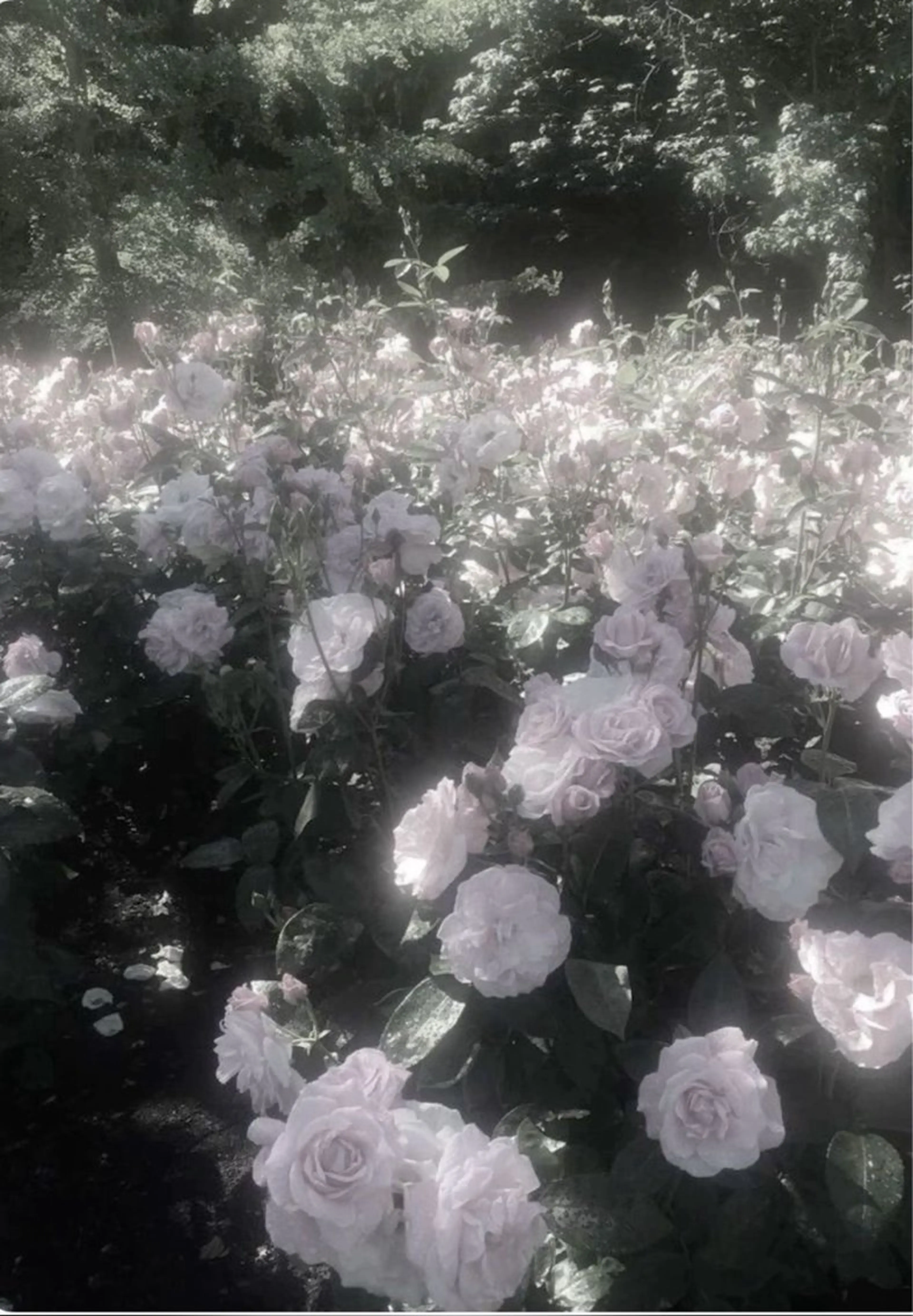 🎀マリーテレジア OKAZAWA🎀のマツエク・マツパデザイン