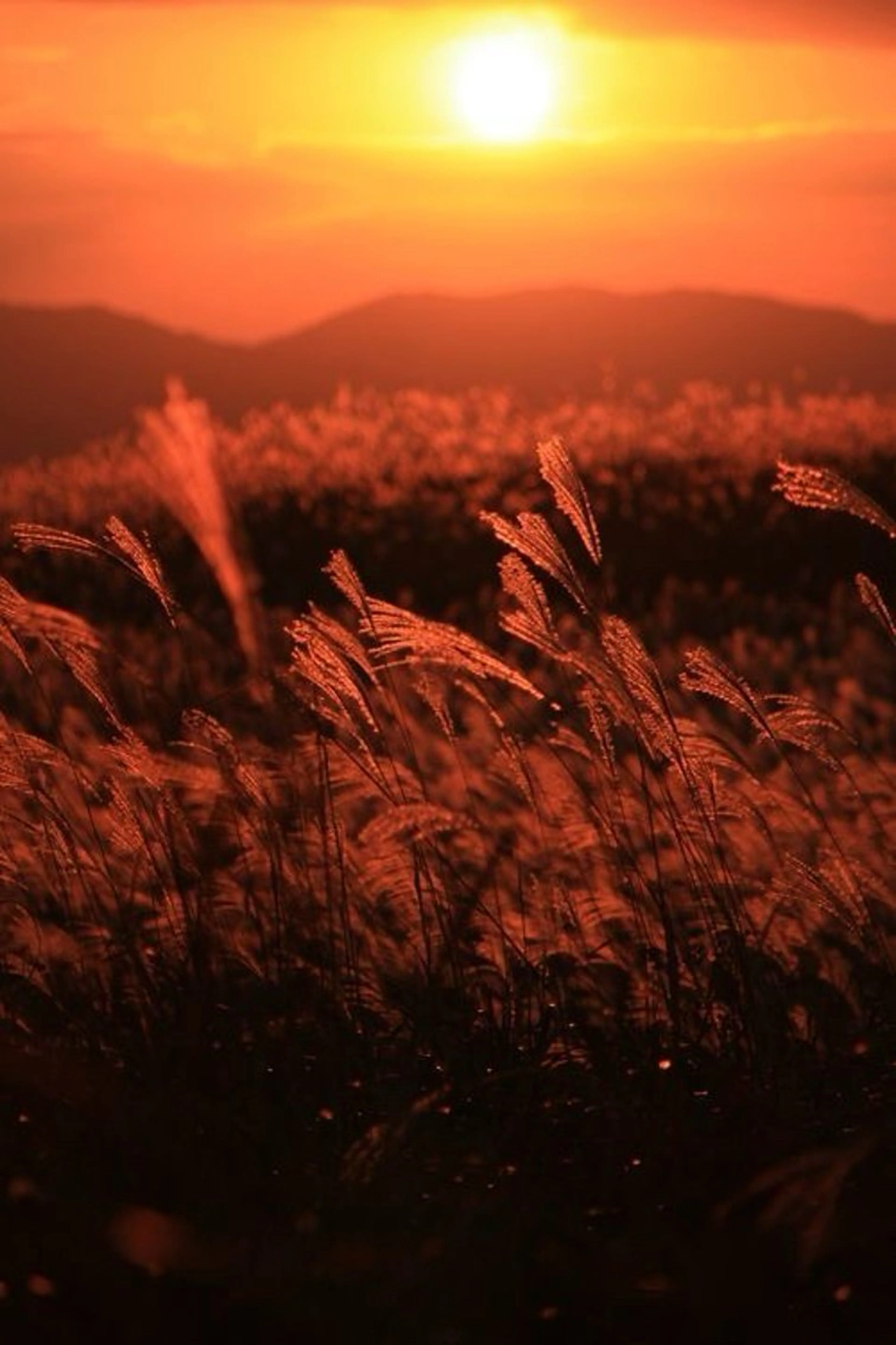 ネイル asuka 🐰のネイルデザイン